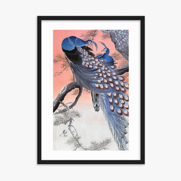 Ohara Koson - Two Peacocks on Tree Branch 50x70 cm Poster With Black Frame