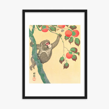 Ohara Koson: Monkey in a Persimmon - 50x70 cm Poster With Black Frame