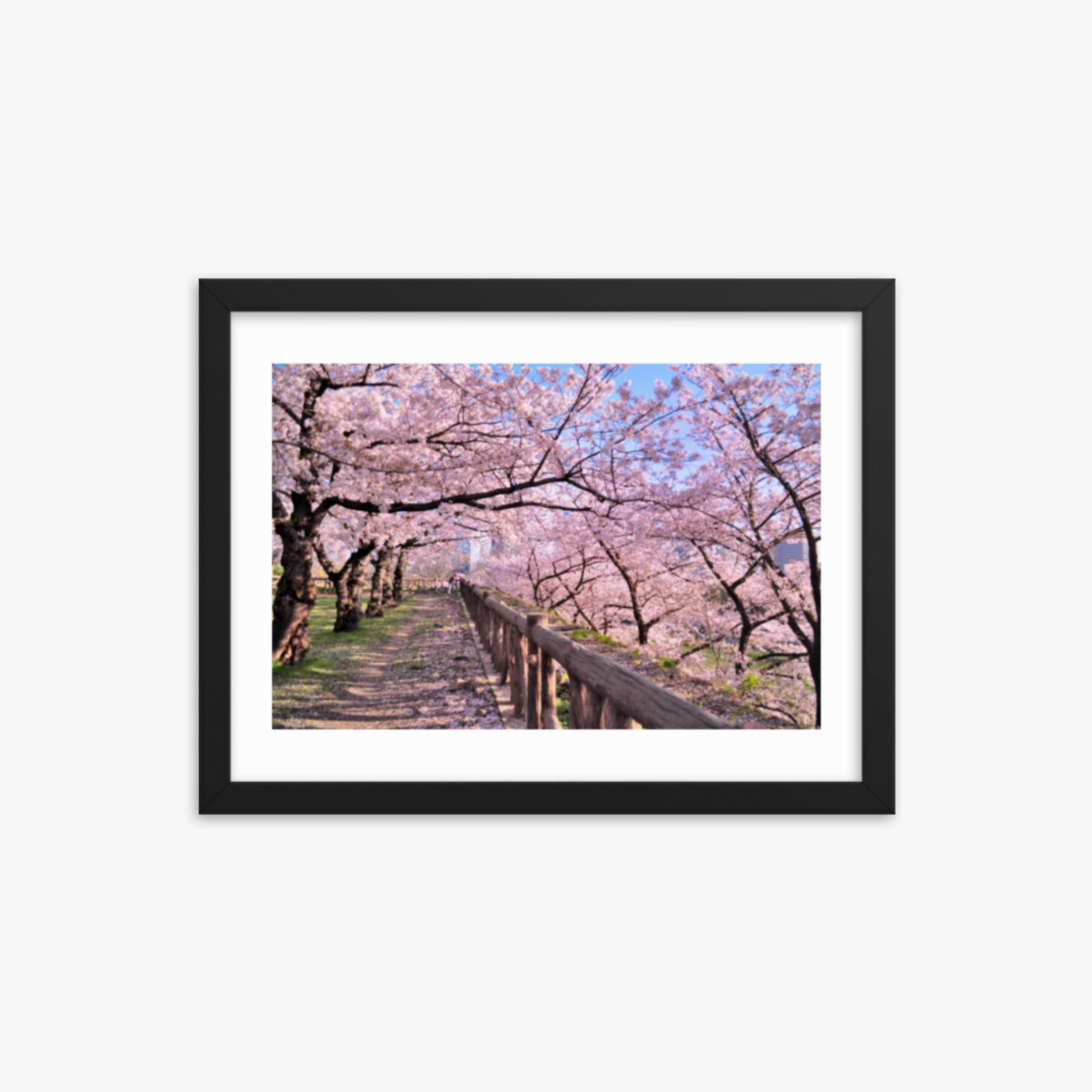 Cherry blossoms in full bloom in Park 12x16 in Poster With Black Frame