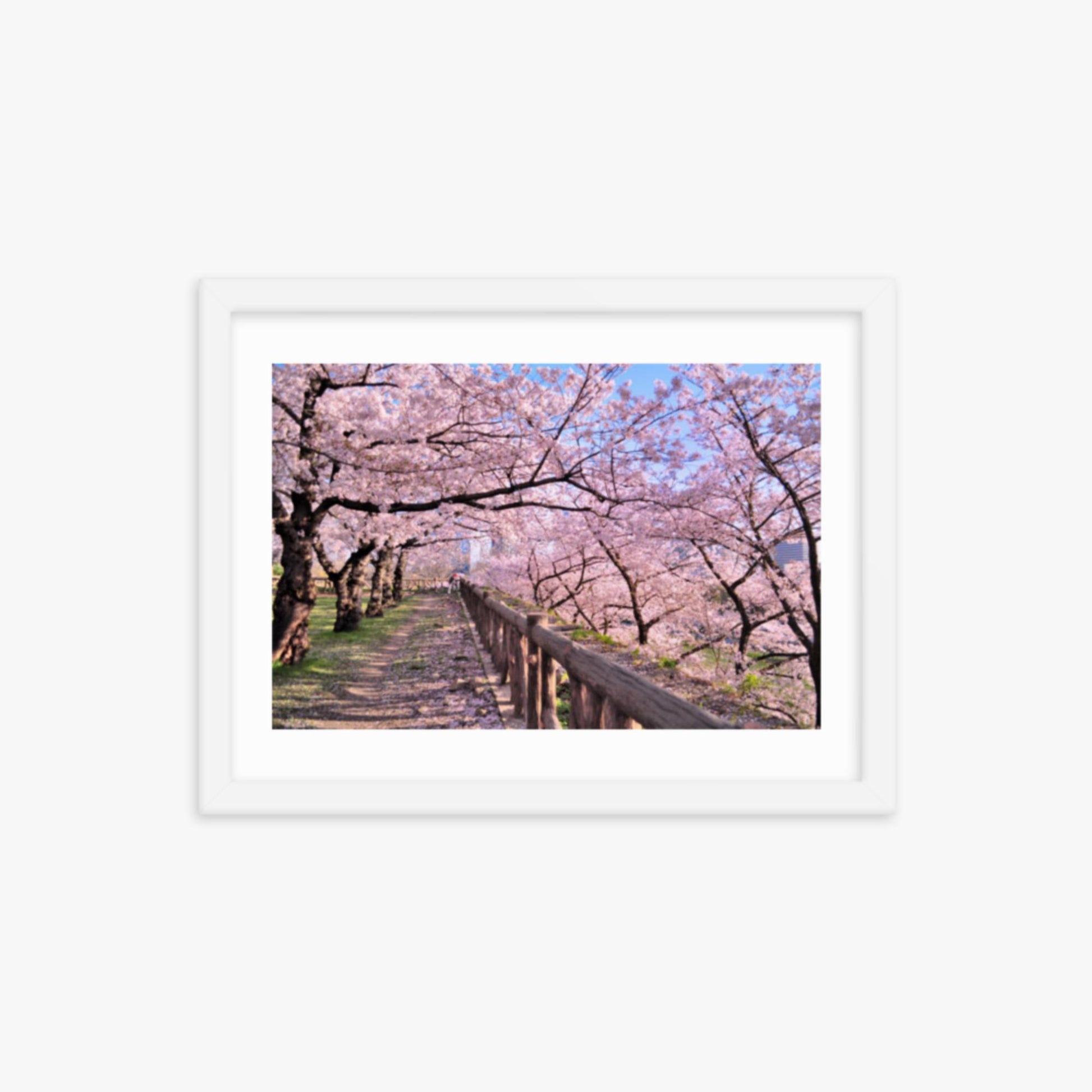 Cherry blossoms in full bloom in Park 12x16 in Poster With White Frame