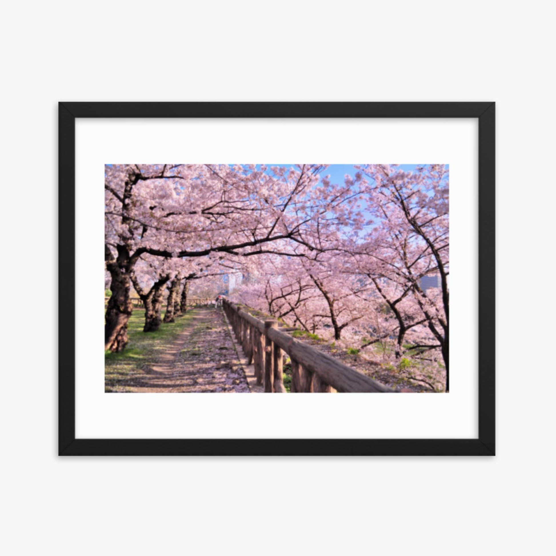 Cherry blossoms in full bloom in Park 16x20 in Poster With Black Frame