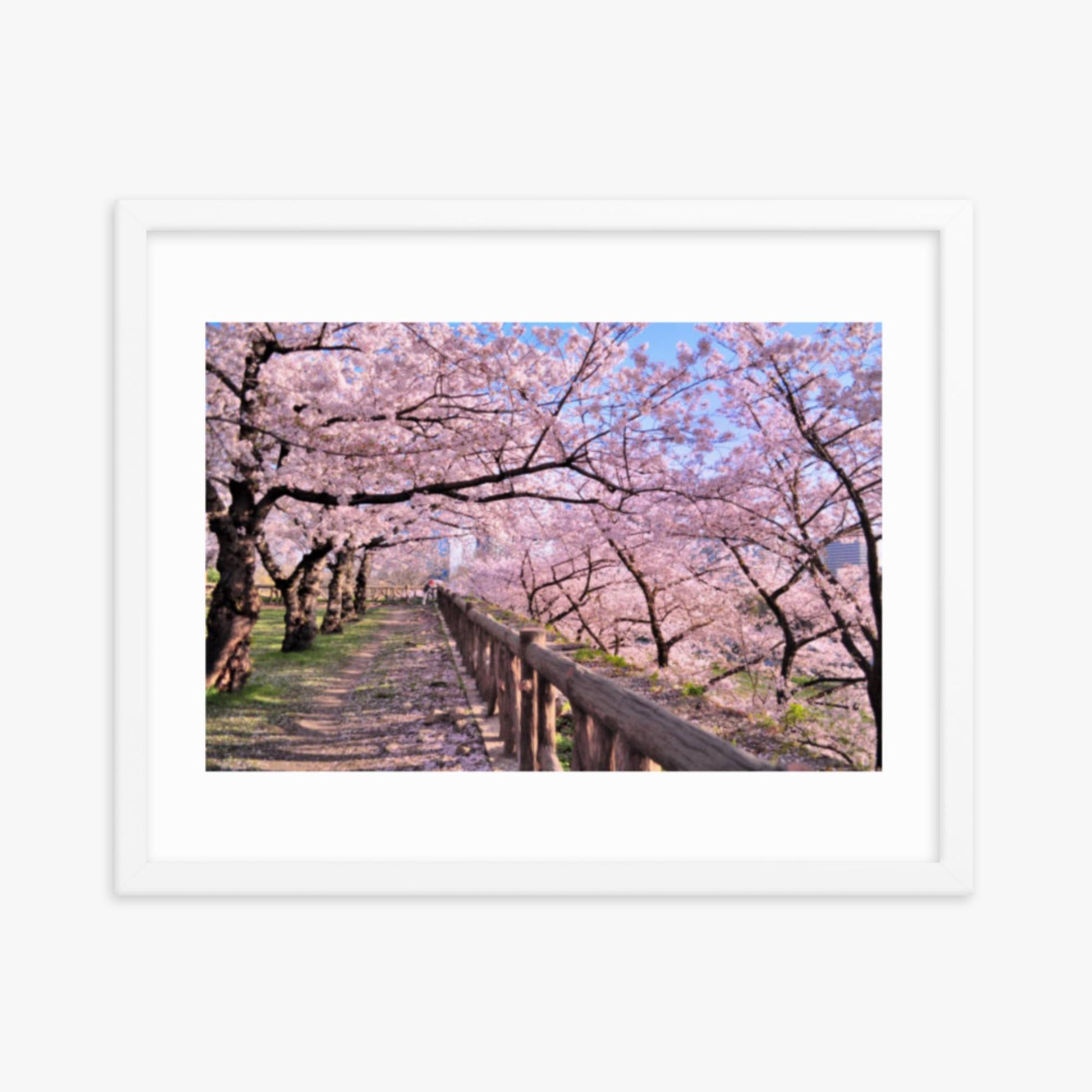 Cherry blossoms in full bloom in Park 16x20 in Poster With White Frame