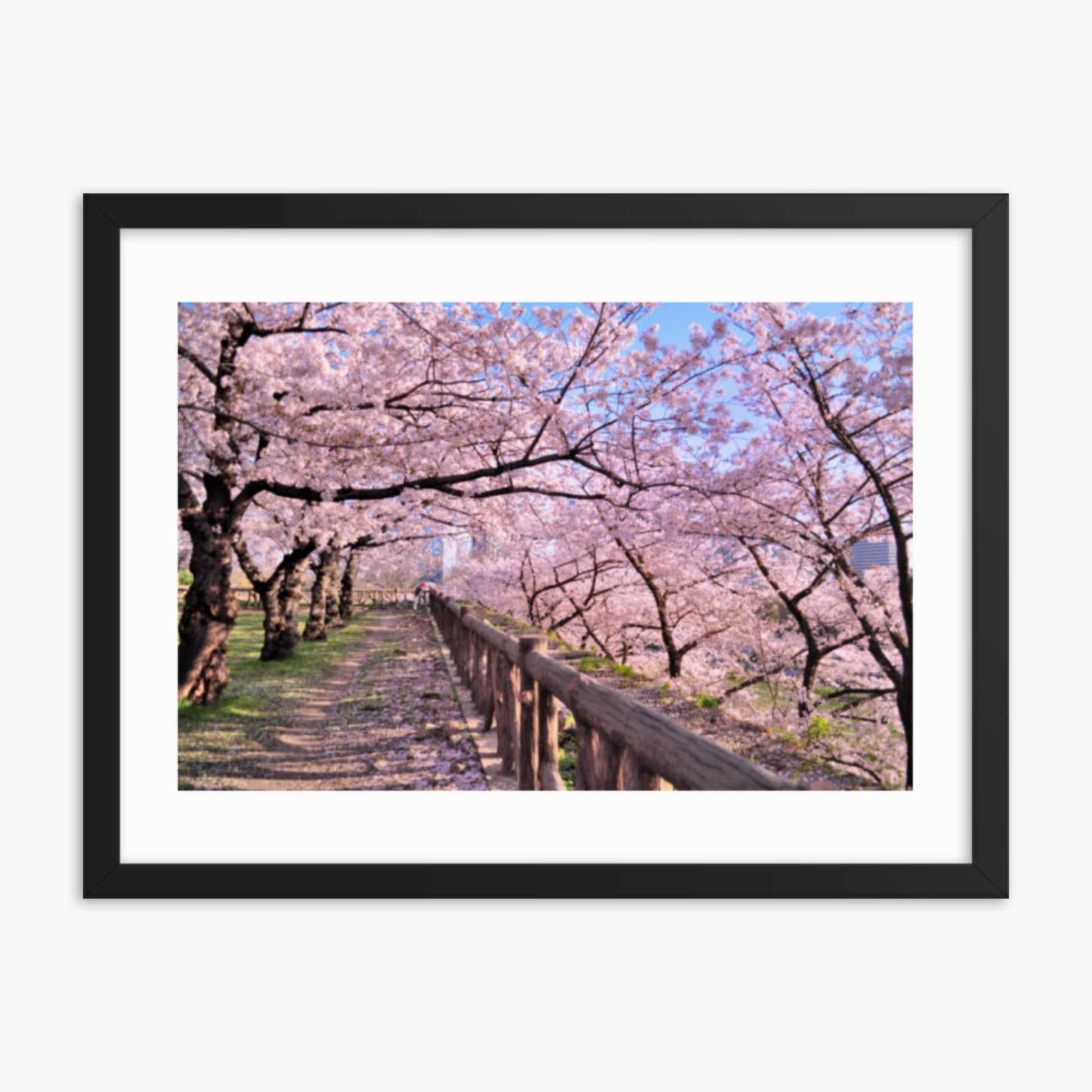 Cherry blossoms in full bloom in Park 18x24 in Poster With Black Frame
