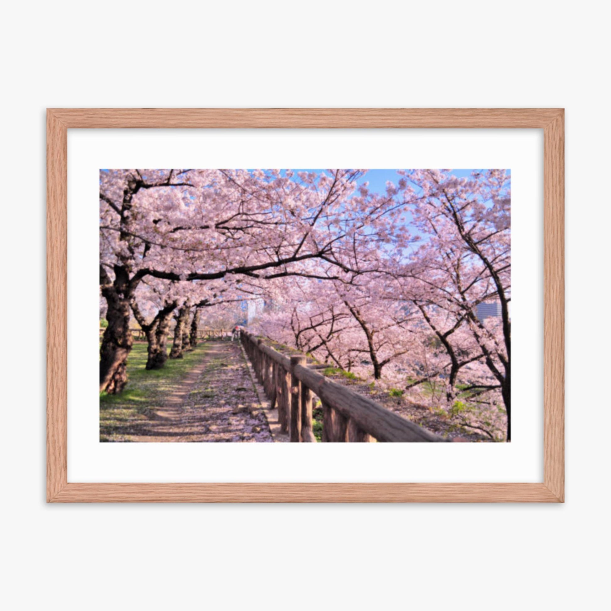 Cherry blossoms in full bloom in Park 18x24 in Poster With Oak Frame