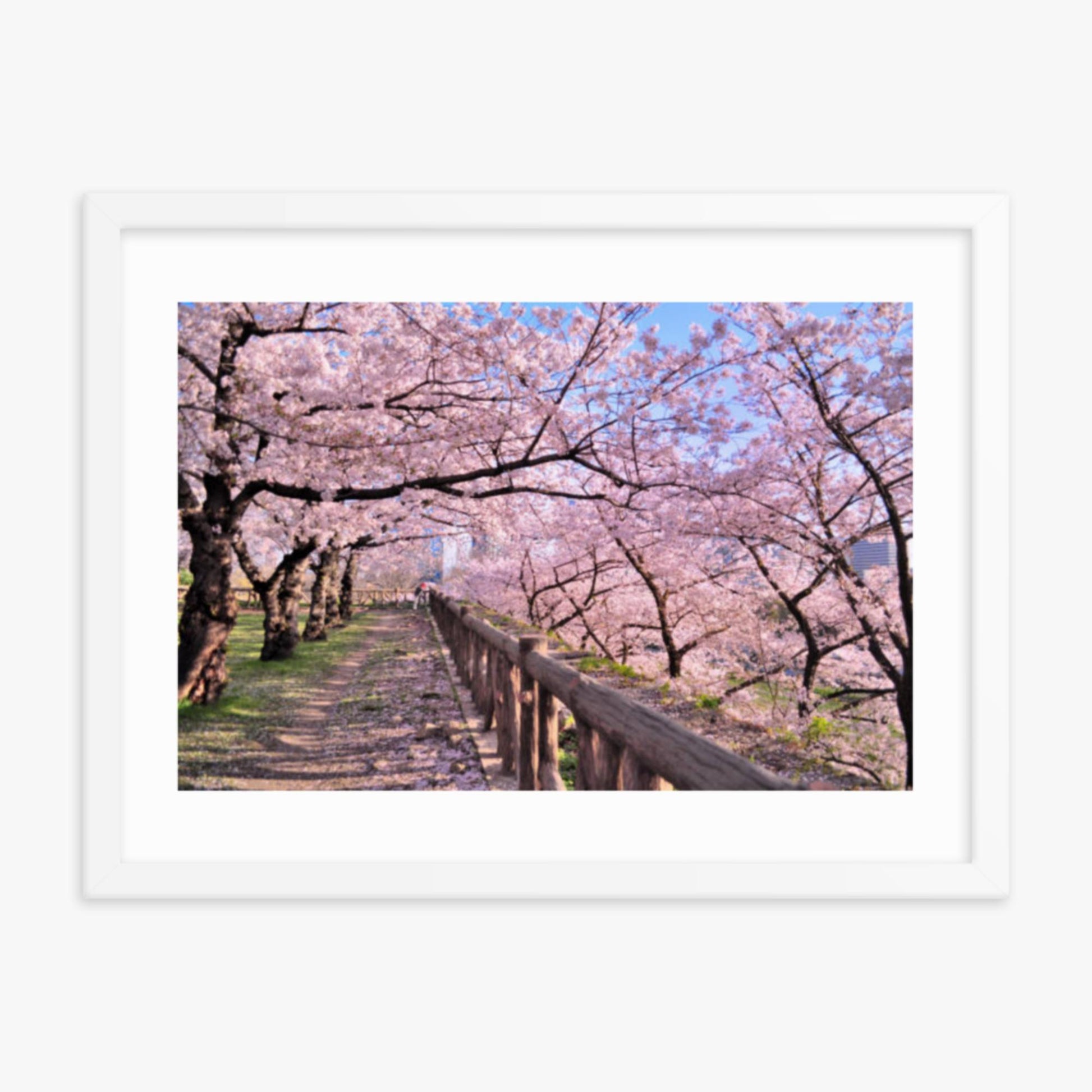 Cherry blossoms in full bloom in Park 18x24 in Poster With White Frame