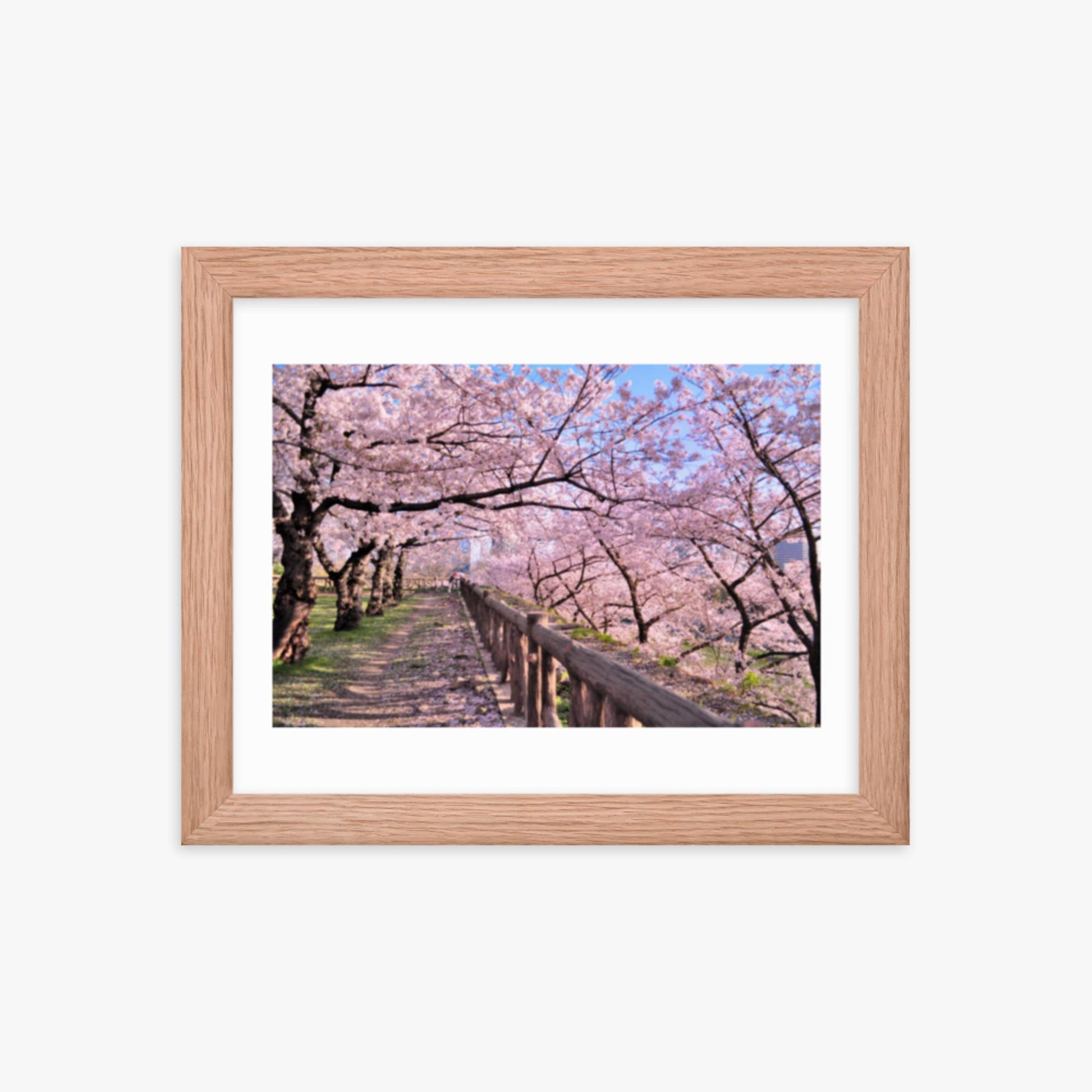 Cherry blossoms in full bloom in Park 8x10 in Poster With Oak Frame