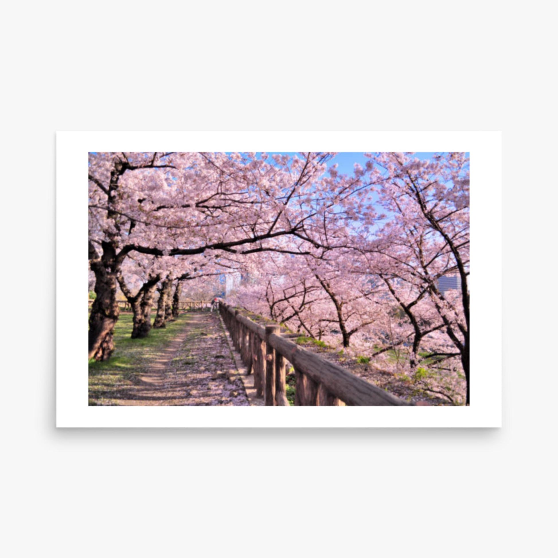 Cherry blossoms in full bloom in Park 24x36 in Poster