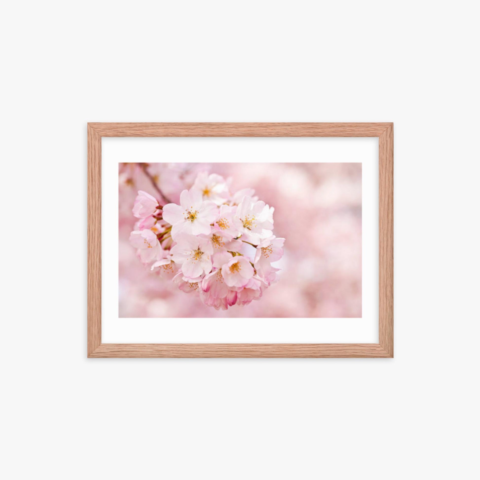 Cherry Blossoms 12x16 in Poster With Oak Frame