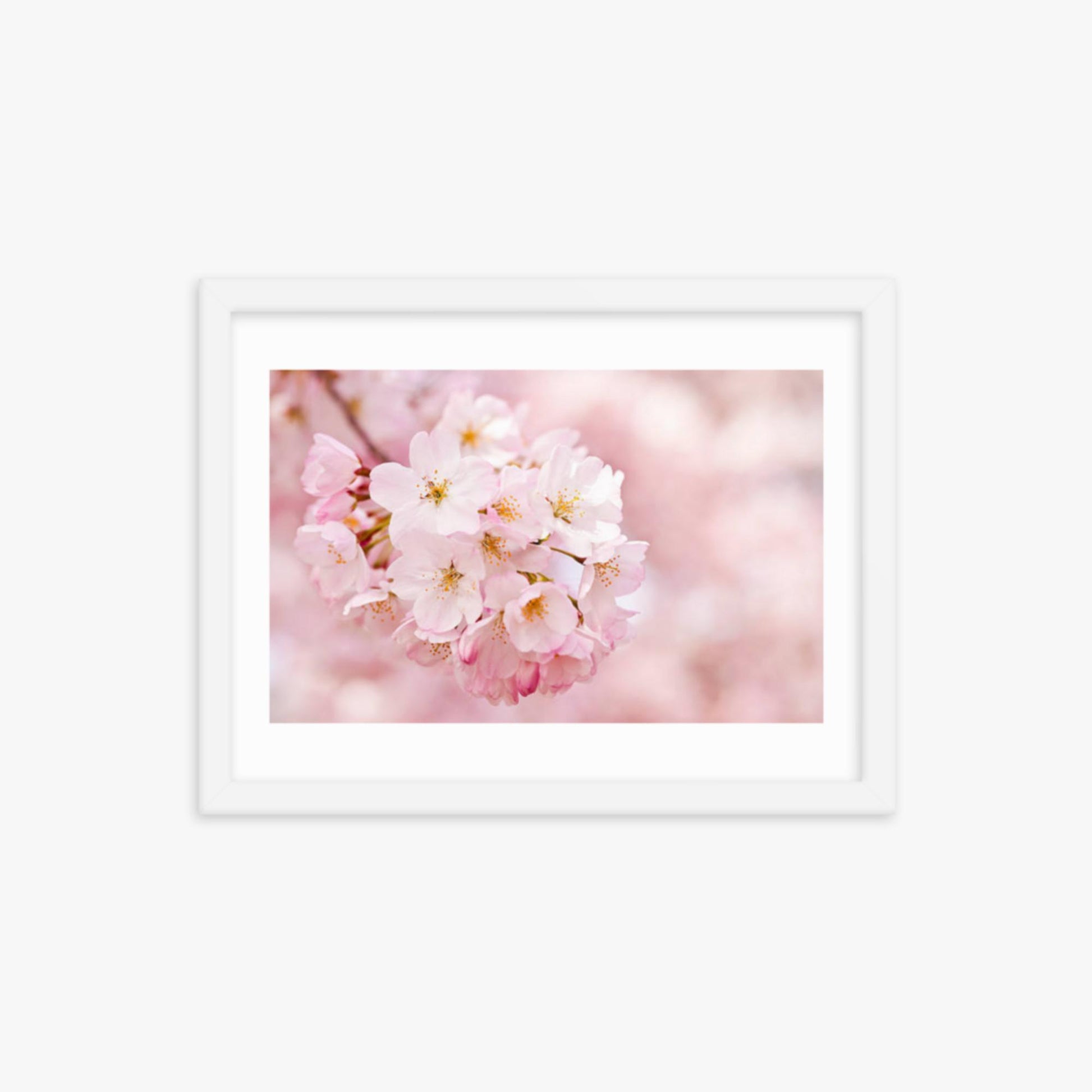 Cherry Blossoms 12x16 in Poster With White Frame