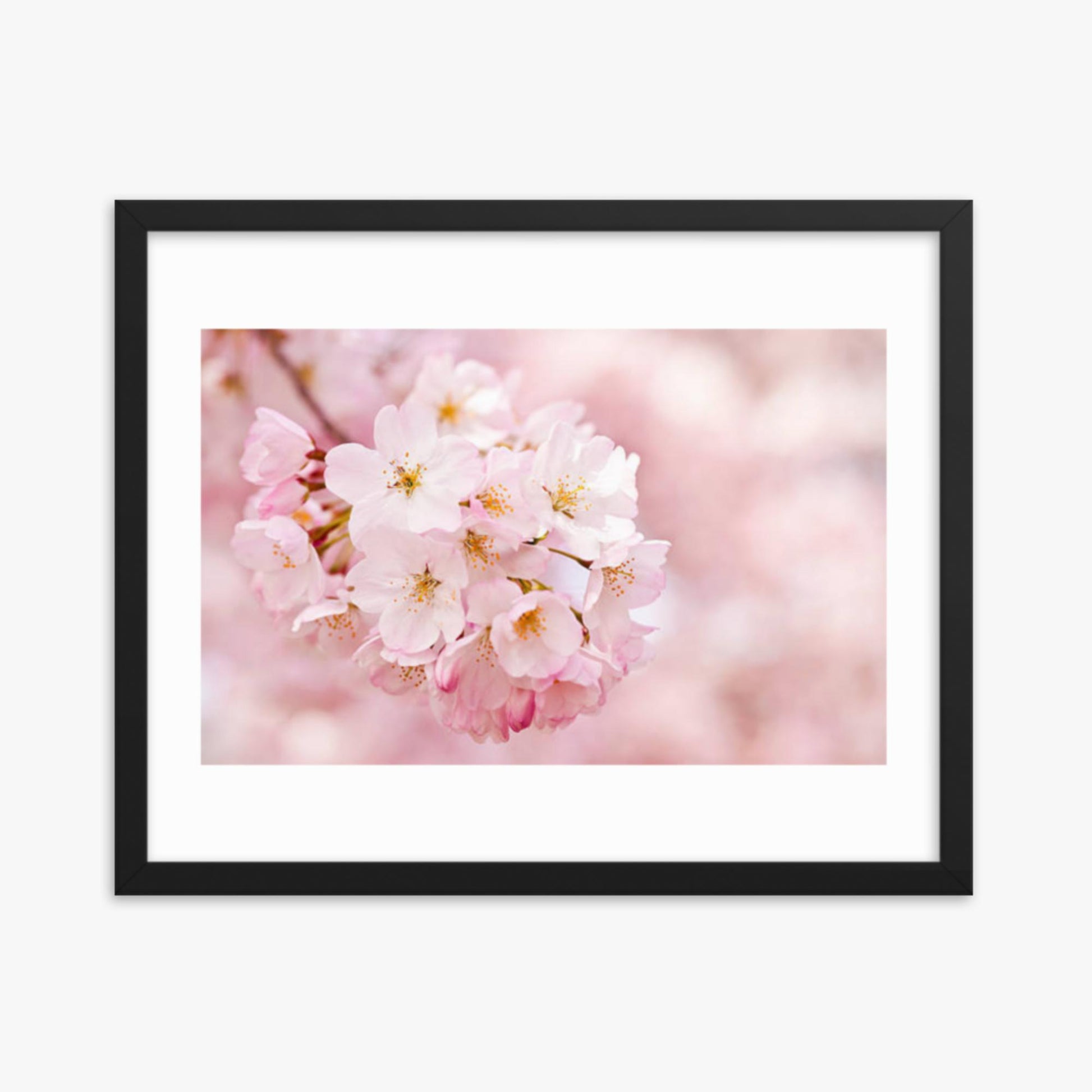 Cherry Blossoms 16x20 in Poster With Black Frame
