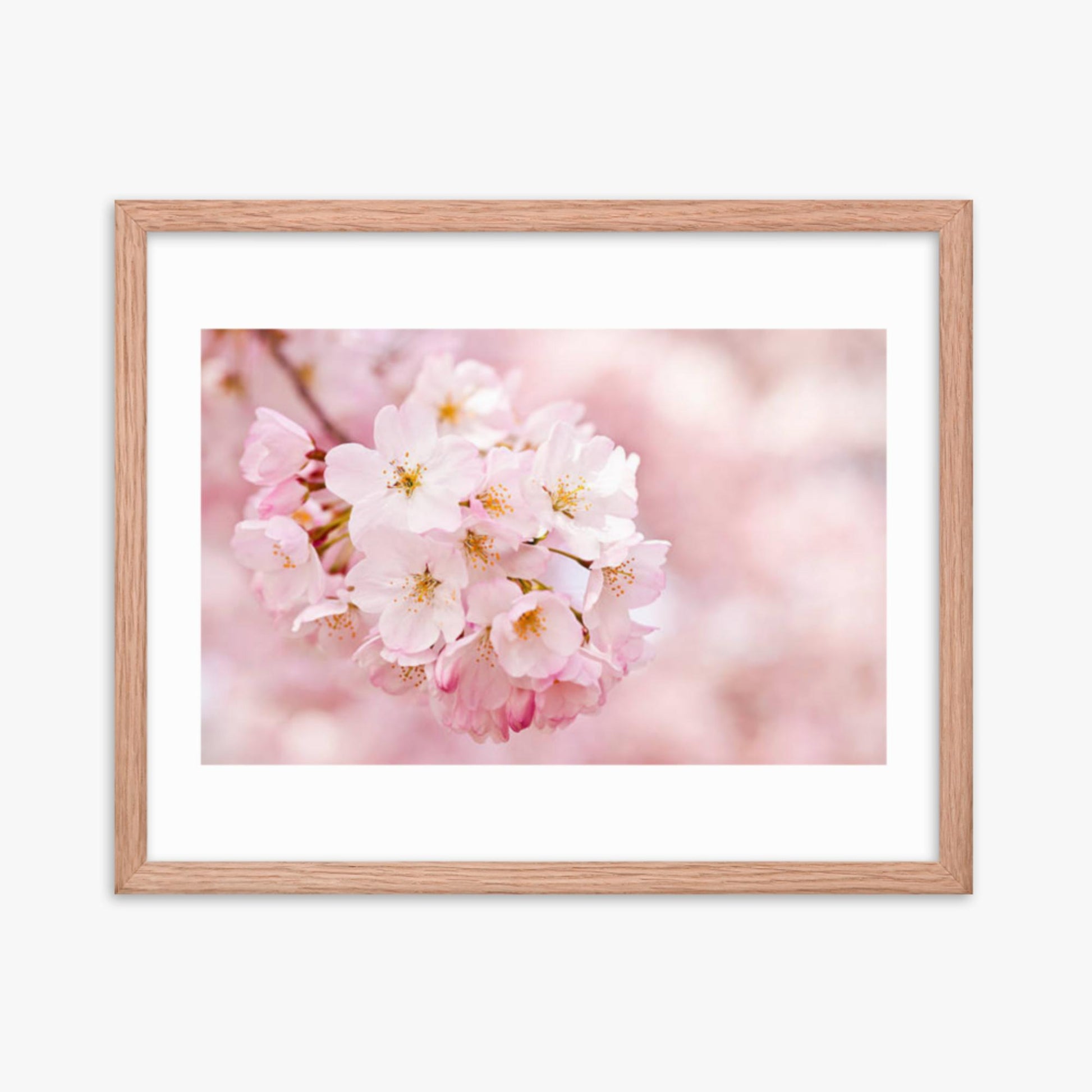 Cherry Blossoms 16x20 in Poster With Oak Frame