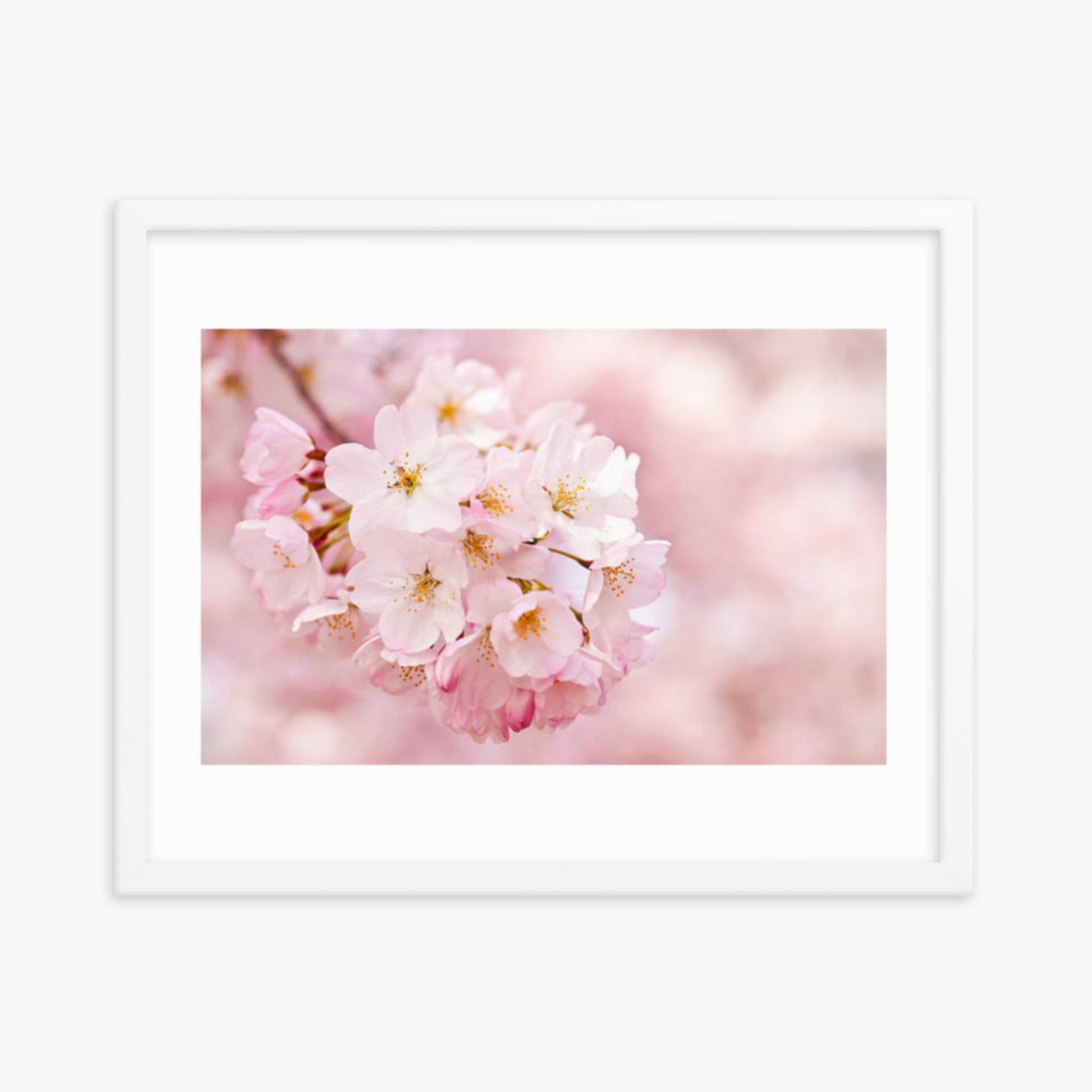 Cherry Blossoms 16x20 in Poster With White Frame