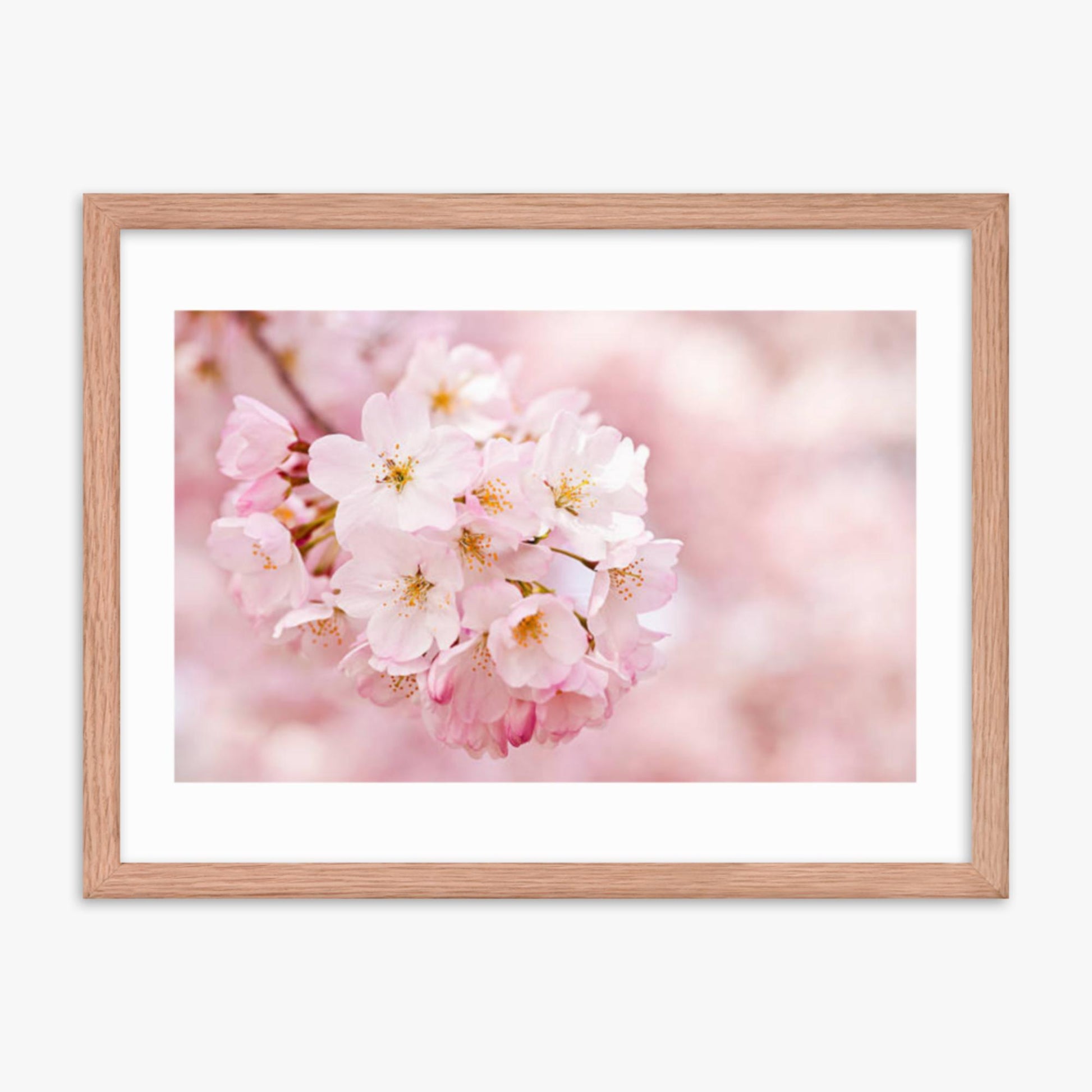 Cherry Blossoms 18x24 in Poster With Oak Frame