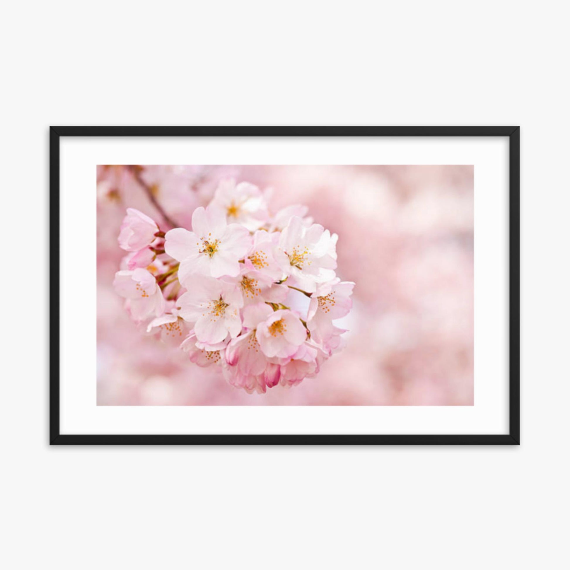 Cherry Blossoms 24x36 in Poster With Black Frame
