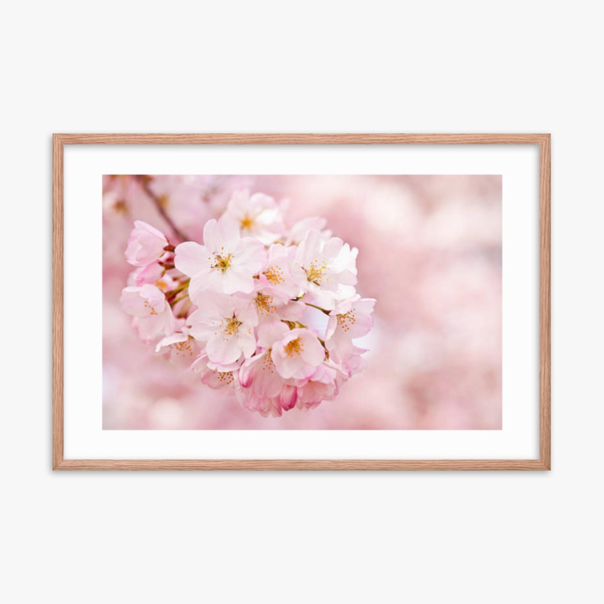 Cherry Blossoms 24x36 in Poster With Oak Frame