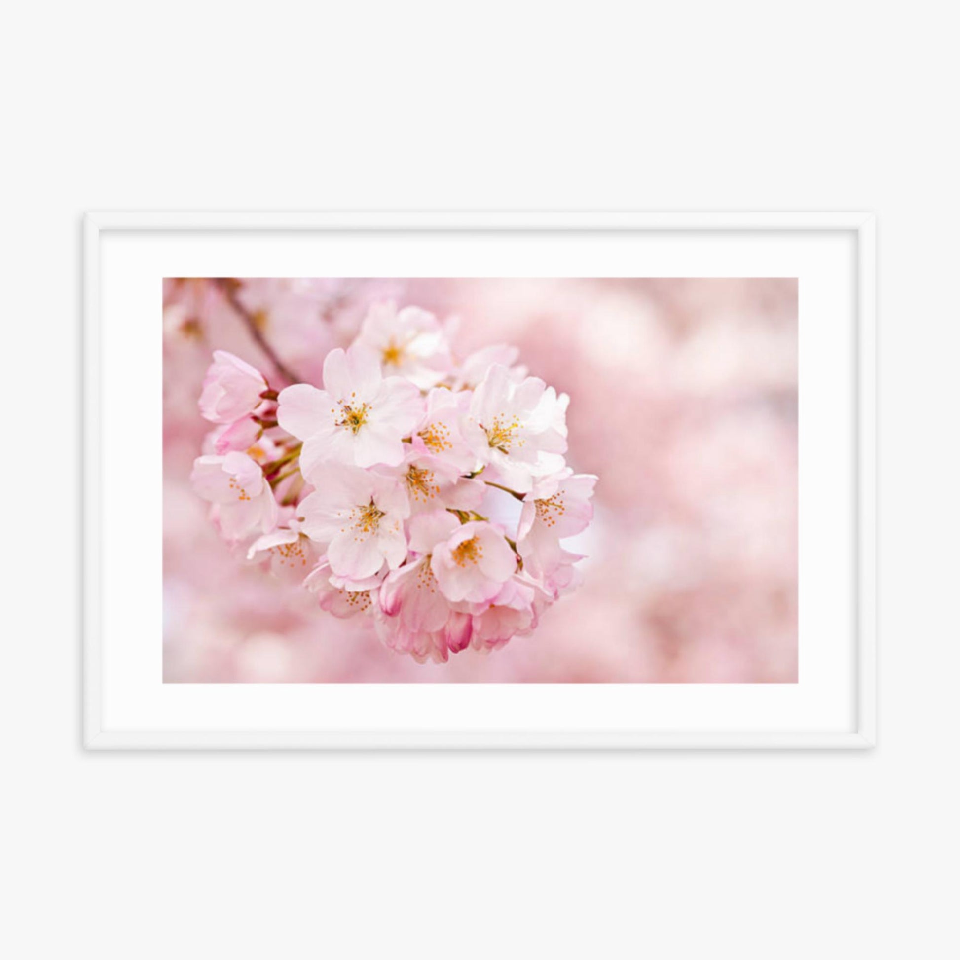 Cherry Blossoms 24x36 in Poster With White Frame