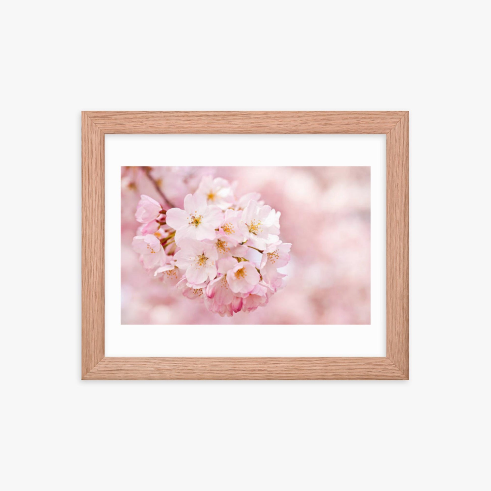 Cherry Blossoms 8x10 in Poster With Oak Frame