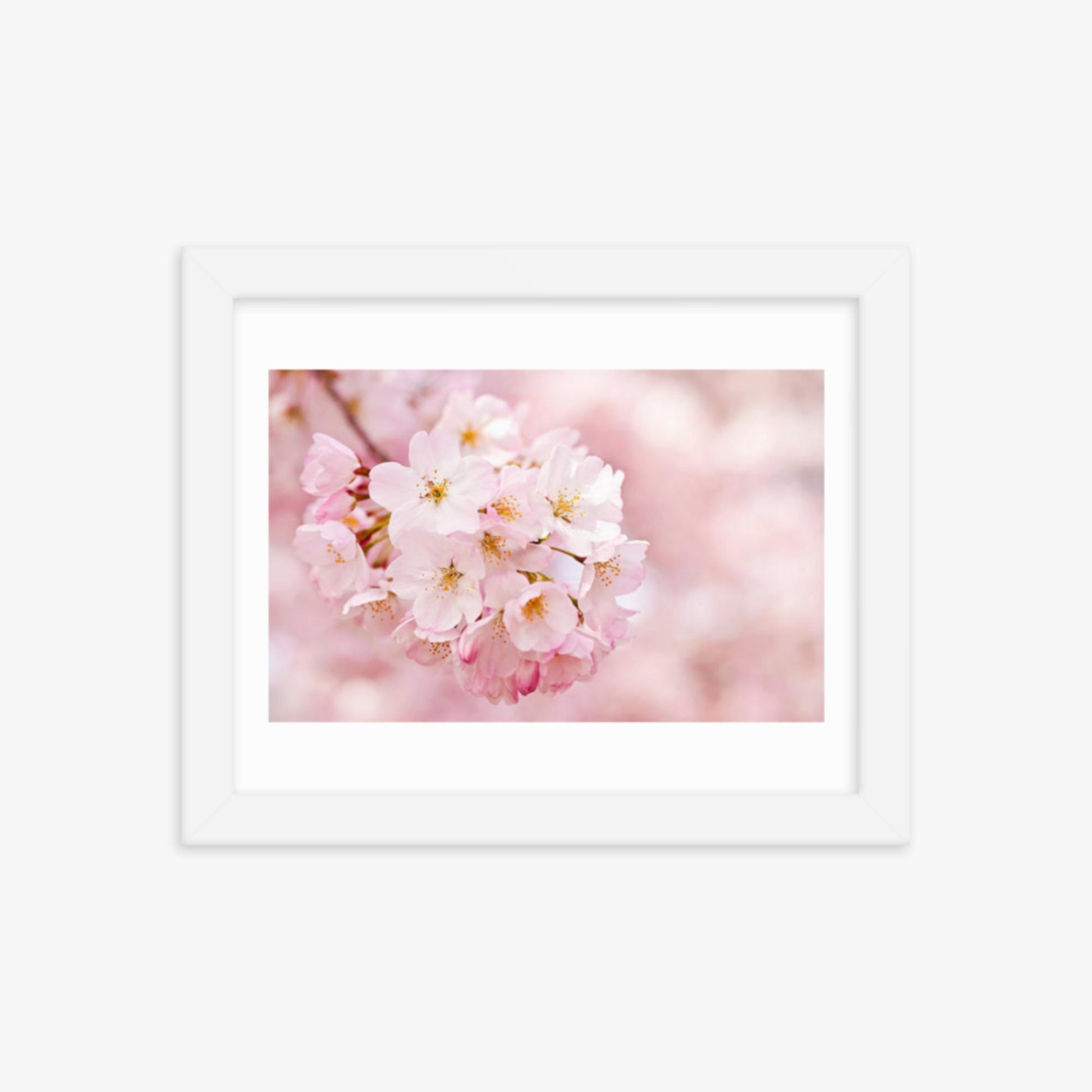 Cherry Blossoms 8x10 in Poster With White Frame