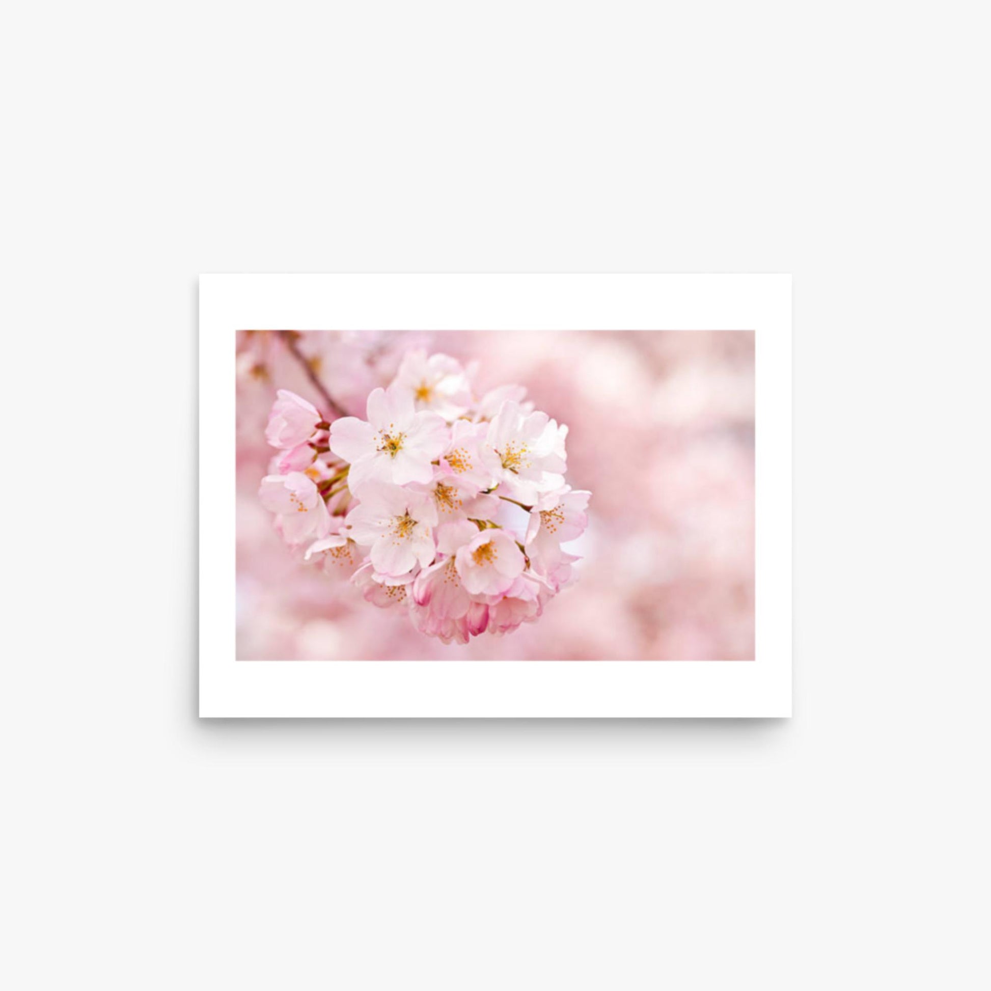 Cherry Blossoms 12x16 in Poster