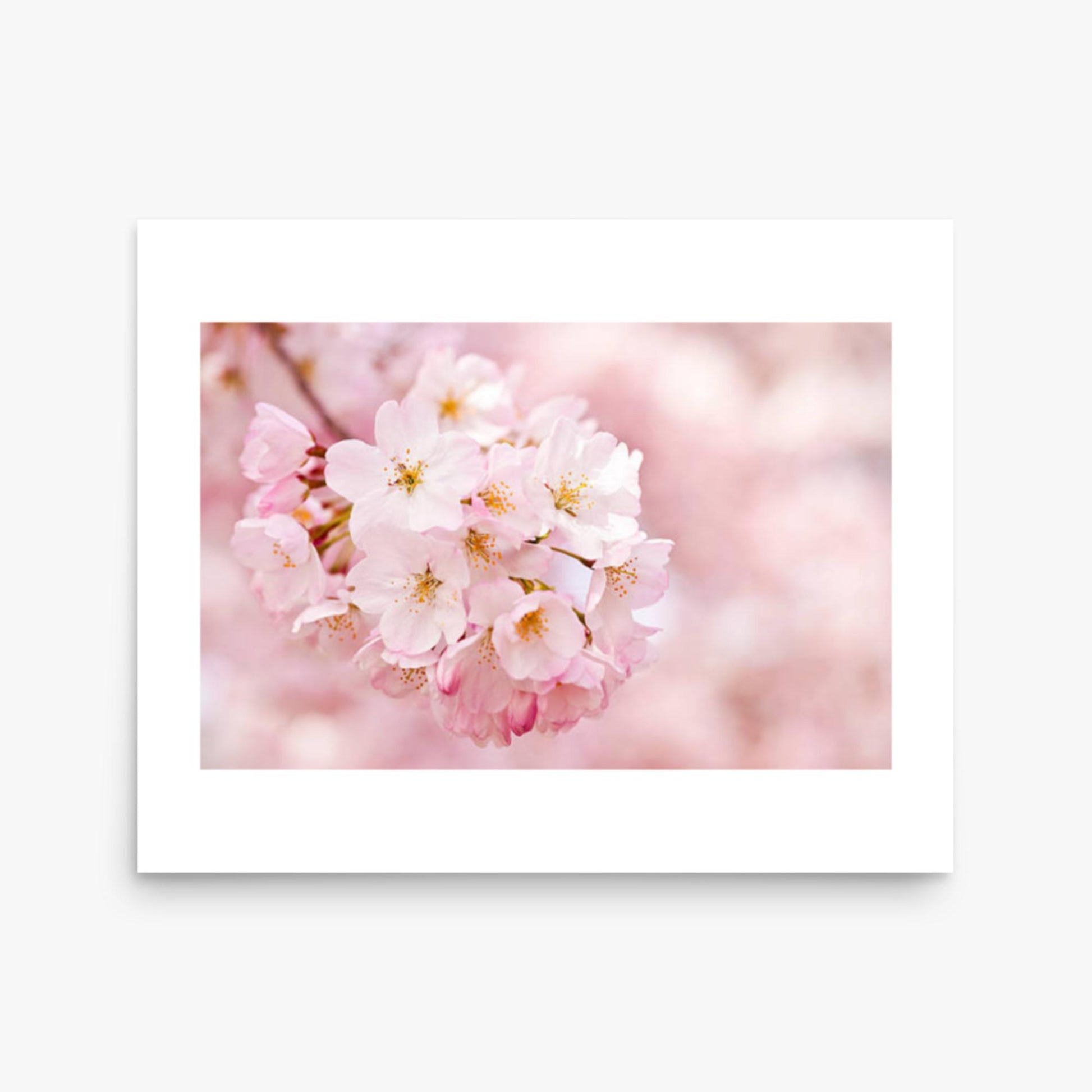 Cherry Blossoms 16x20 in Poster