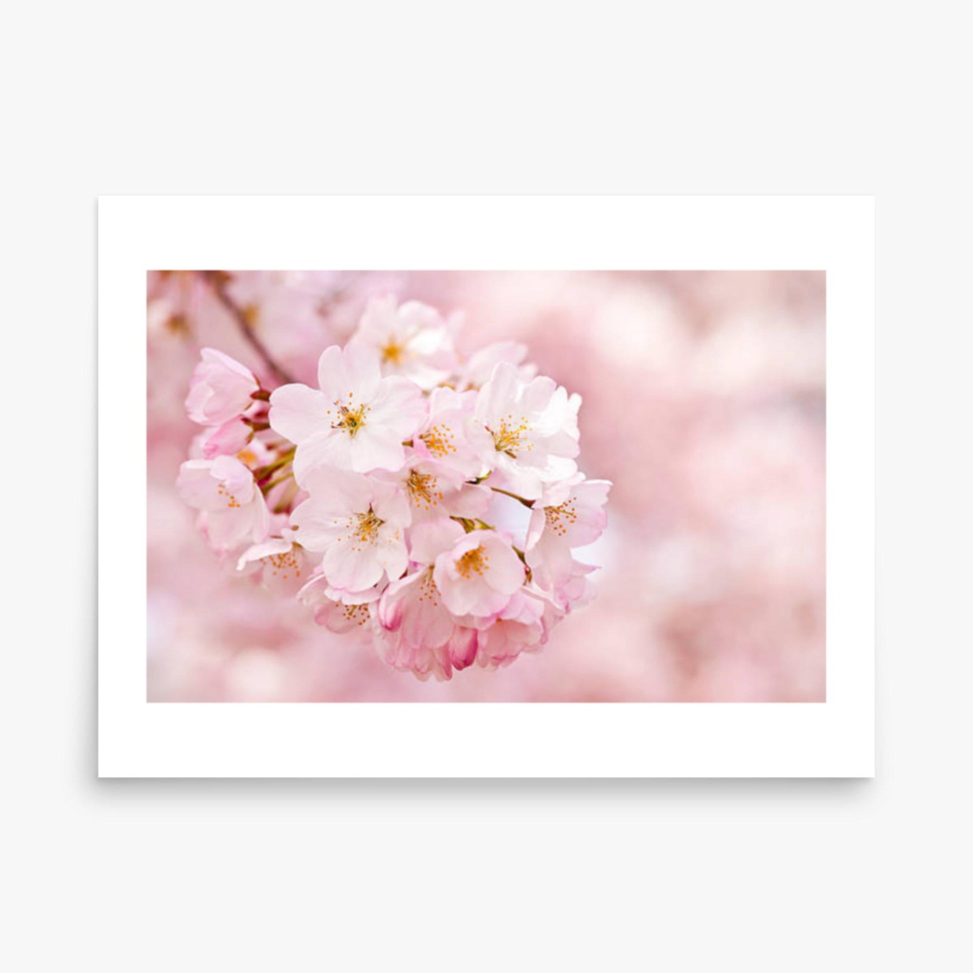 Cherry Blossoms 18x24 in Poster