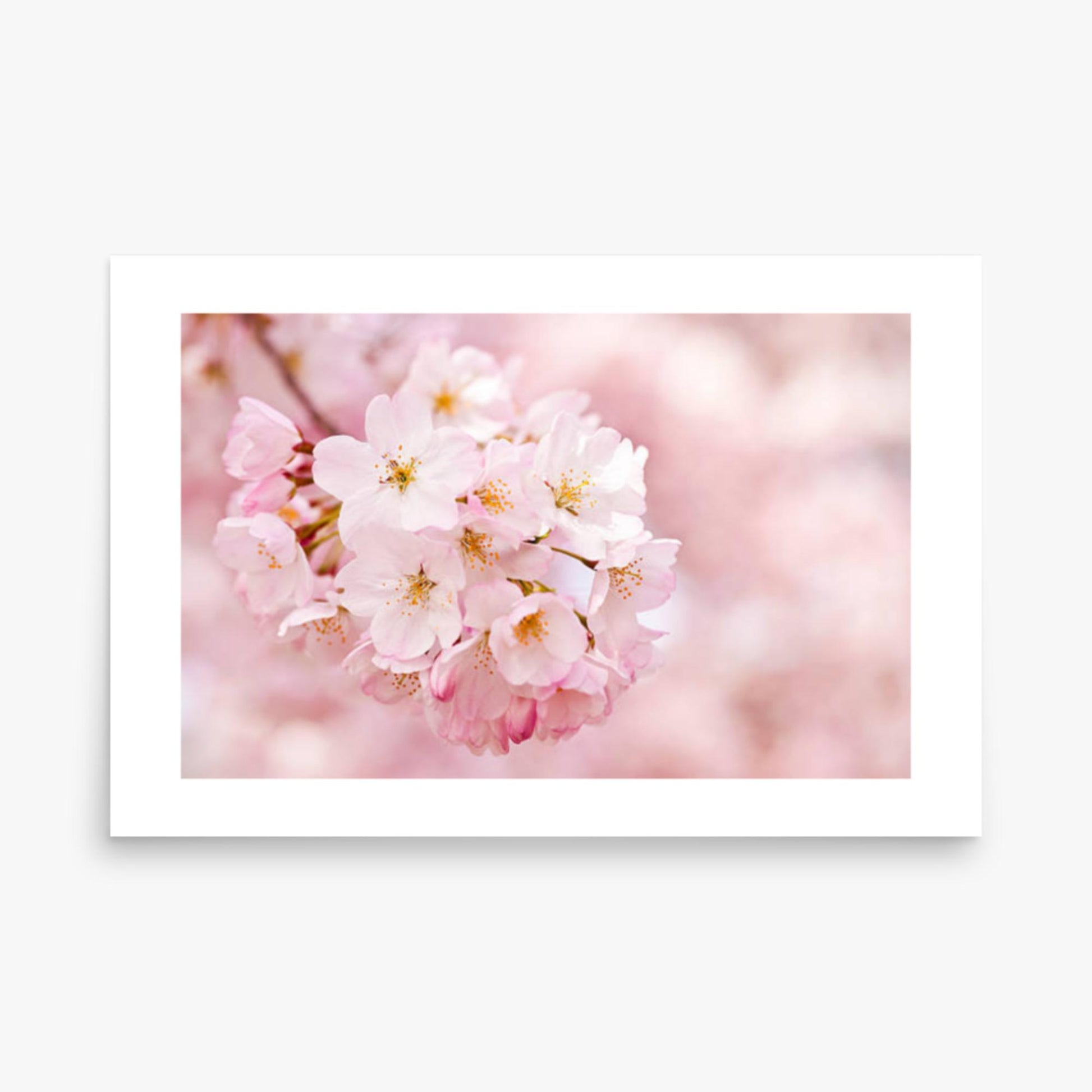 Cherry Blossoms 24x36 in Poster