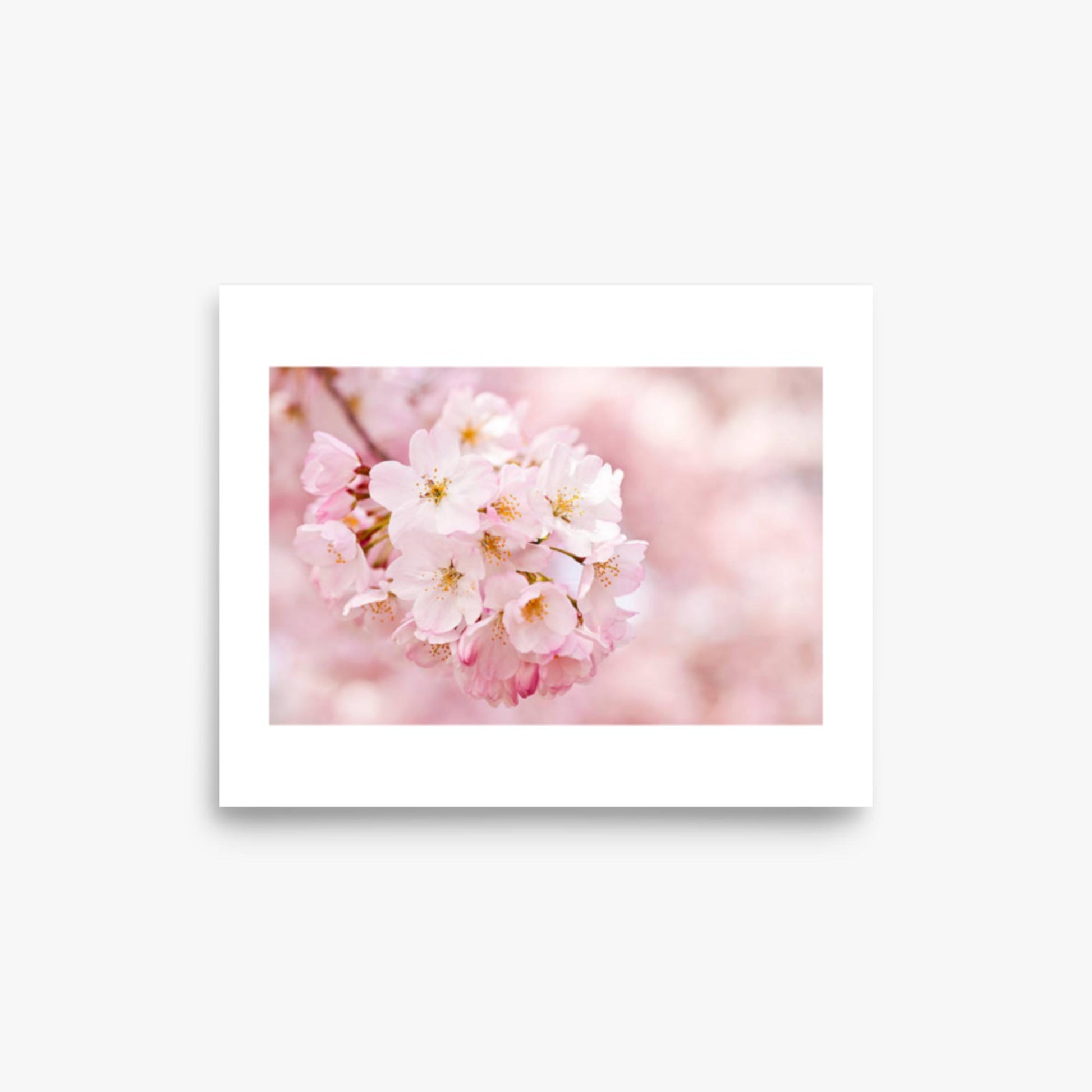 Cherry Blossoms 8x10 in Poster