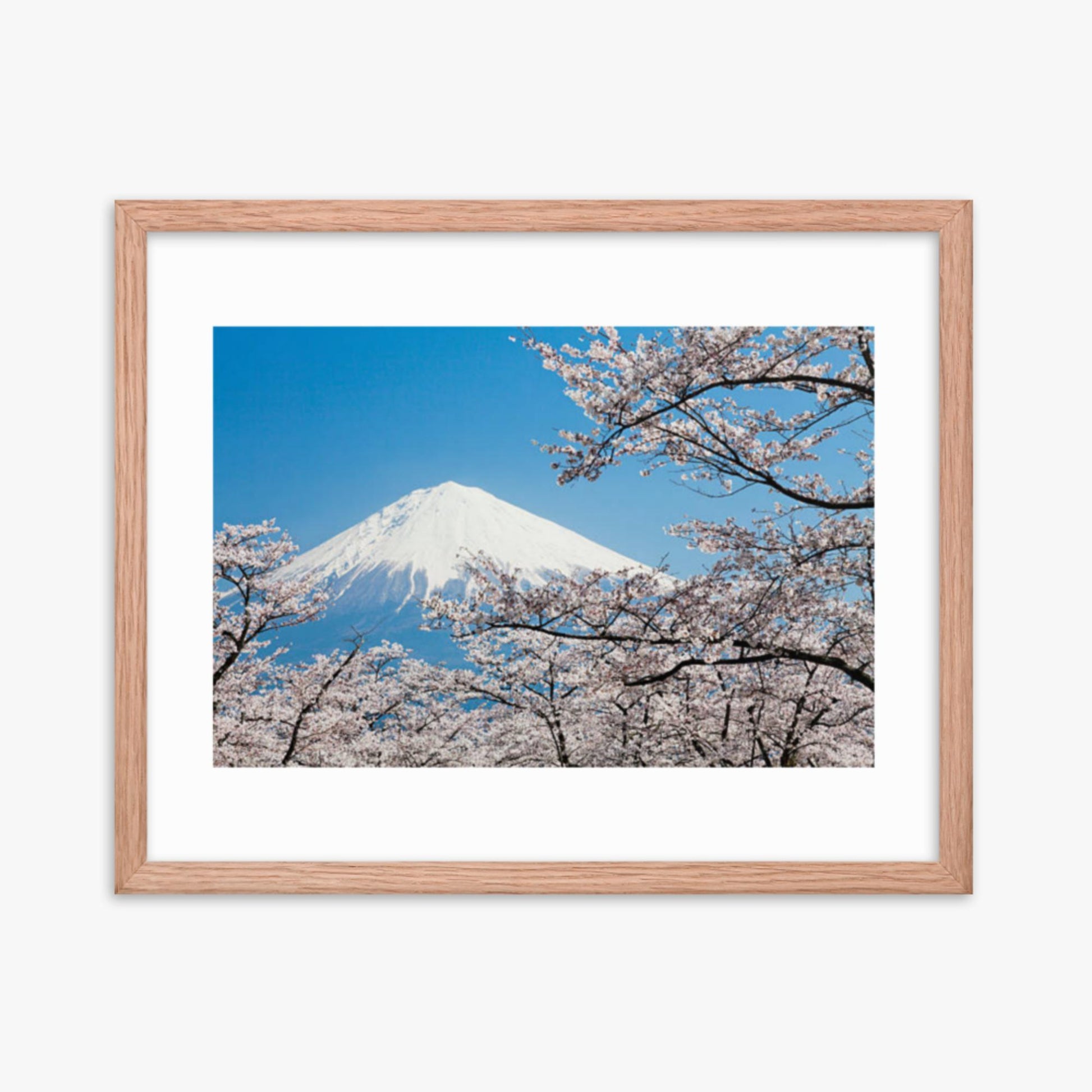 Mount Fuji & Cherry Blossoms 16x20 in Poster With Oak Frame