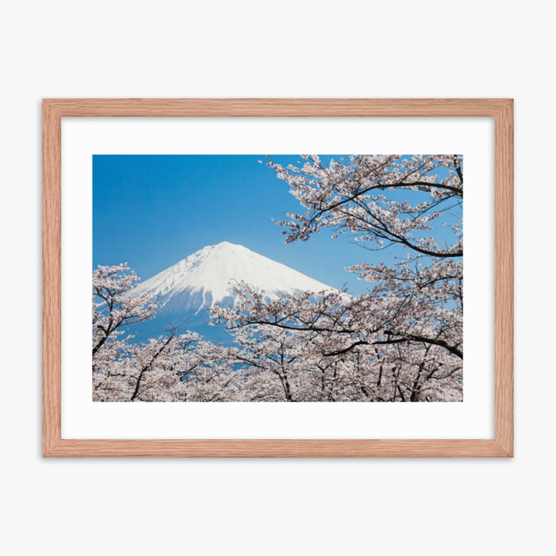 Mount Fuji & Cherry Blossoms 18x24 in Poster With Oak Frame