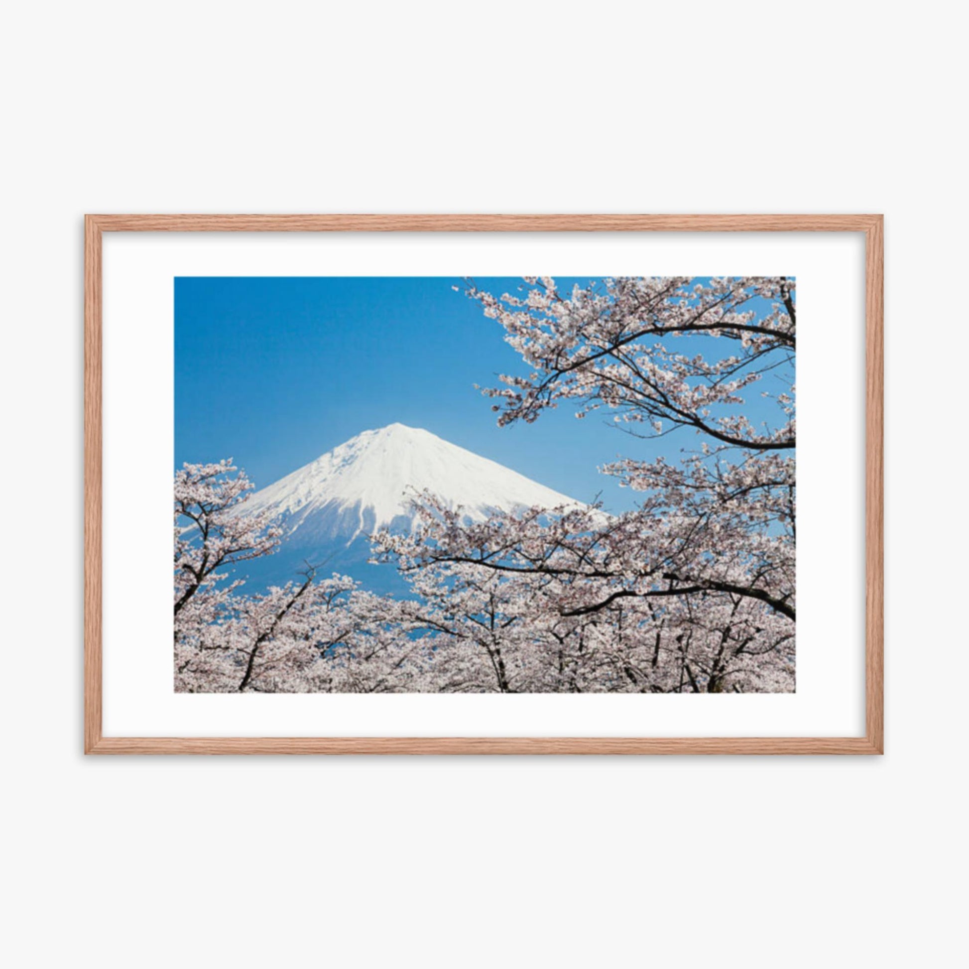 Mount Fuji & Cherry Blossoms 24x36 in Poster With Oak Frame