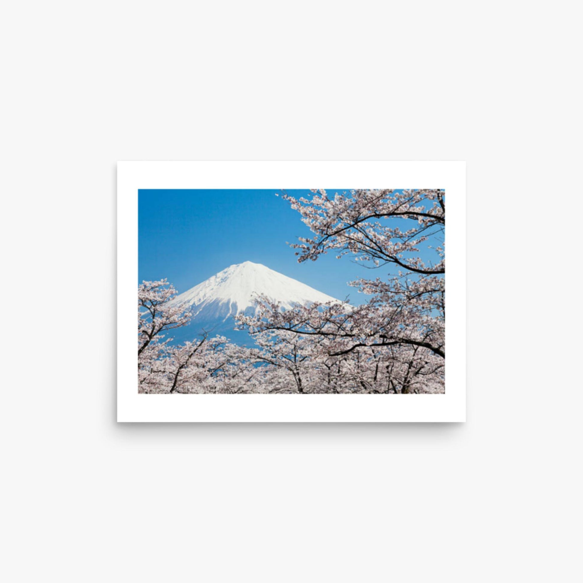 Mount Fuji & Cherry Blossoms 12x16 in Poster