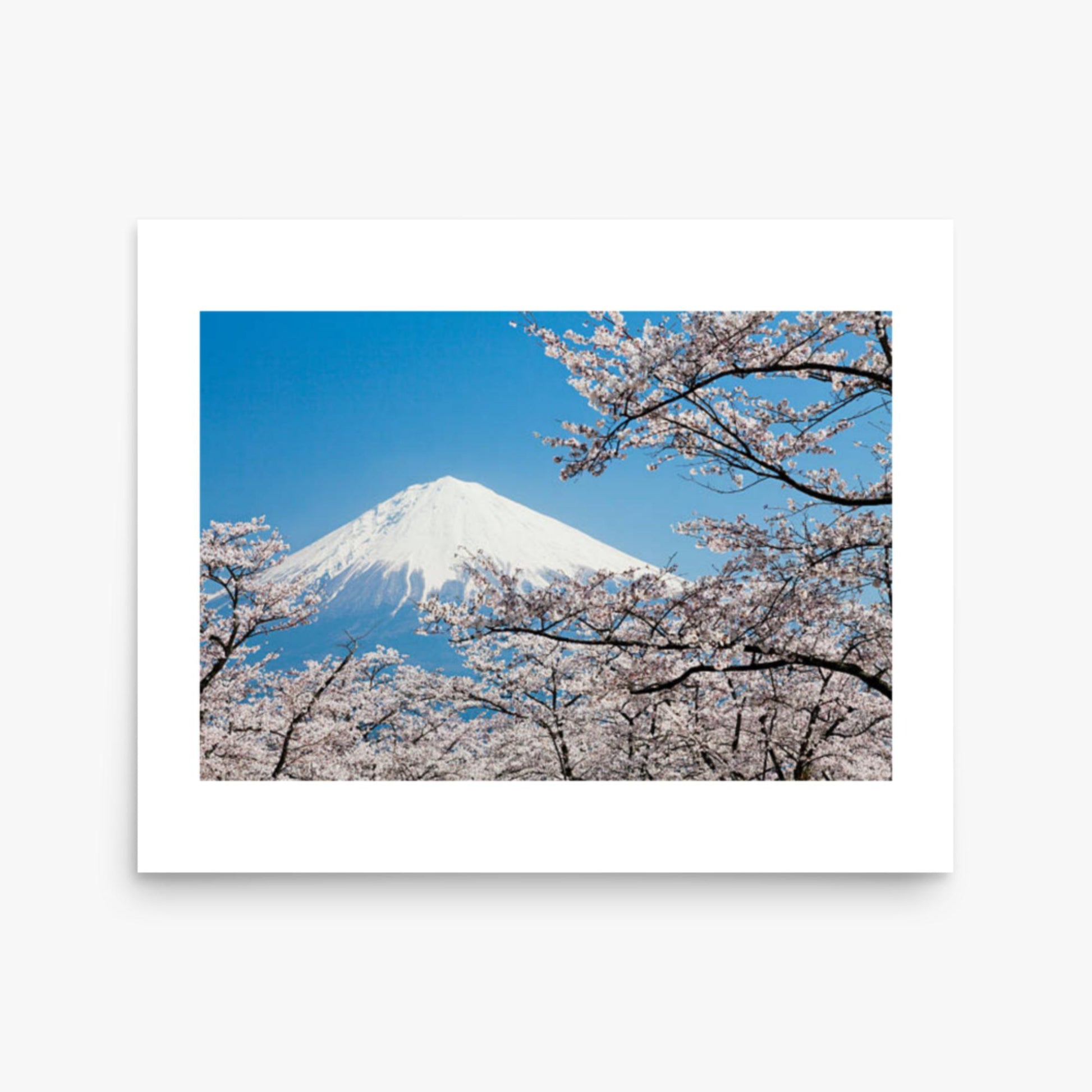 Mount Fuji & Cherry Blossoms 16x20 in Poster