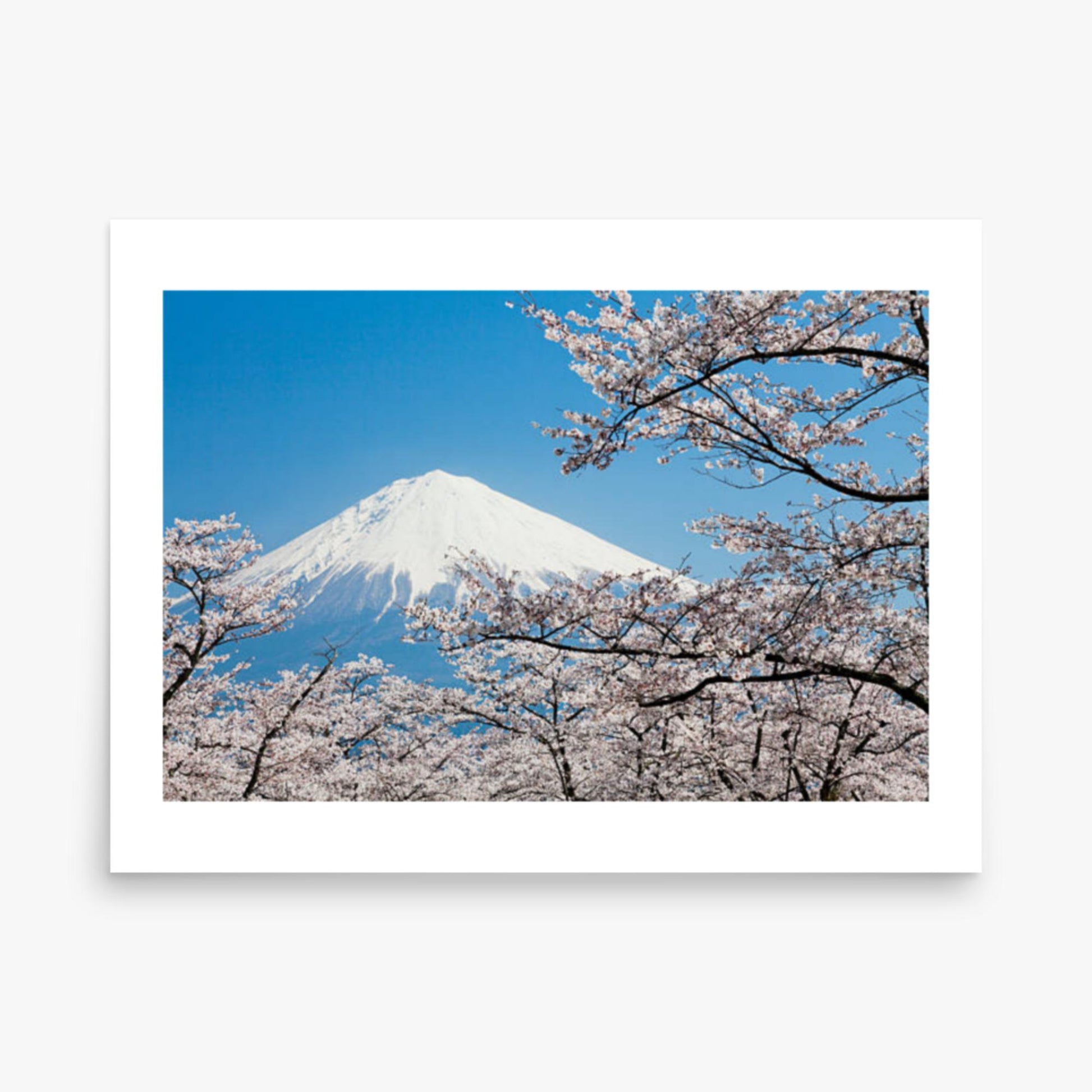 Mount Fuji & Cherry Blossoms 18x24 in Poster