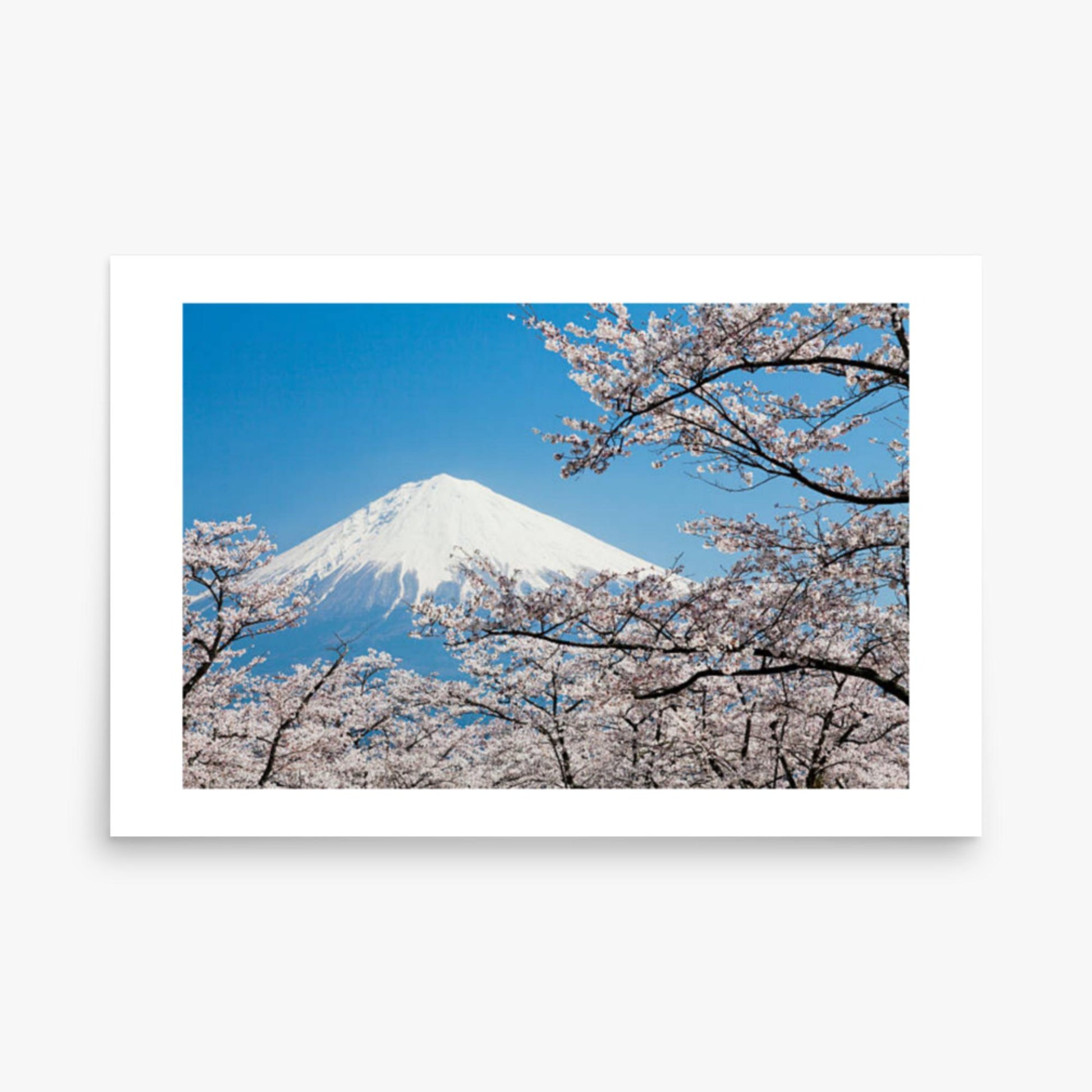 Mount Fuji & Cherry Blossoms 24x36 in Poster