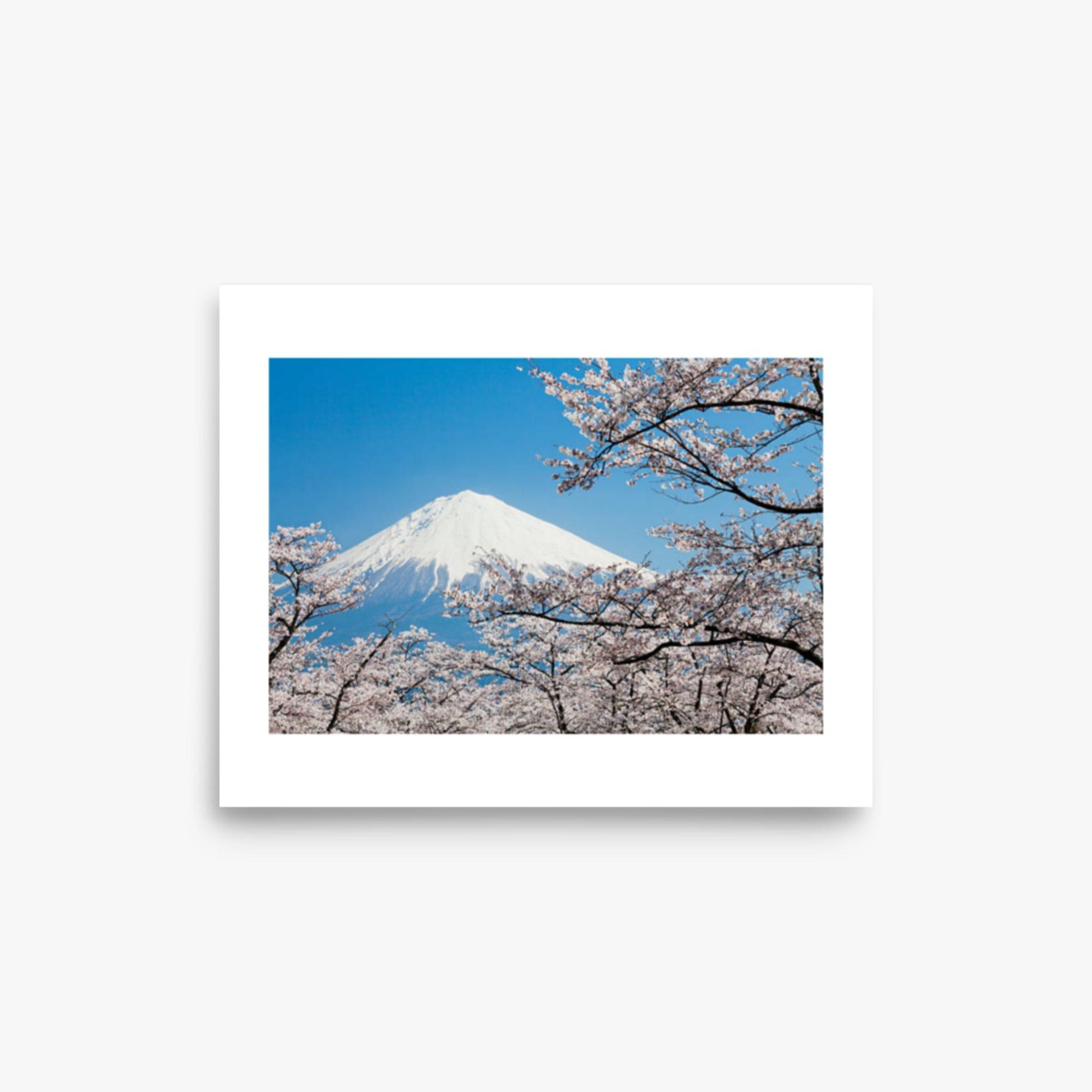 Mount Fuji & Cherry Blossoms 8x10 in Poster
