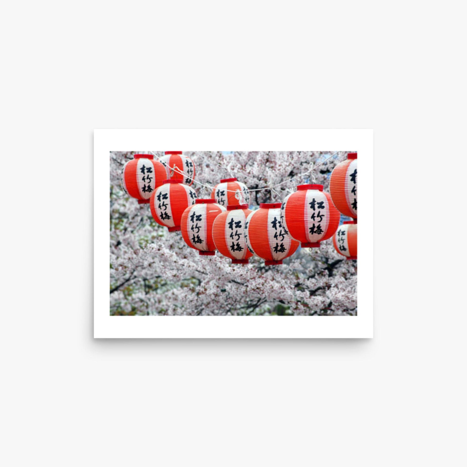 Japanese Lanterns and Cherry Blossom, Kyoto, Japan 12x16 in Poster