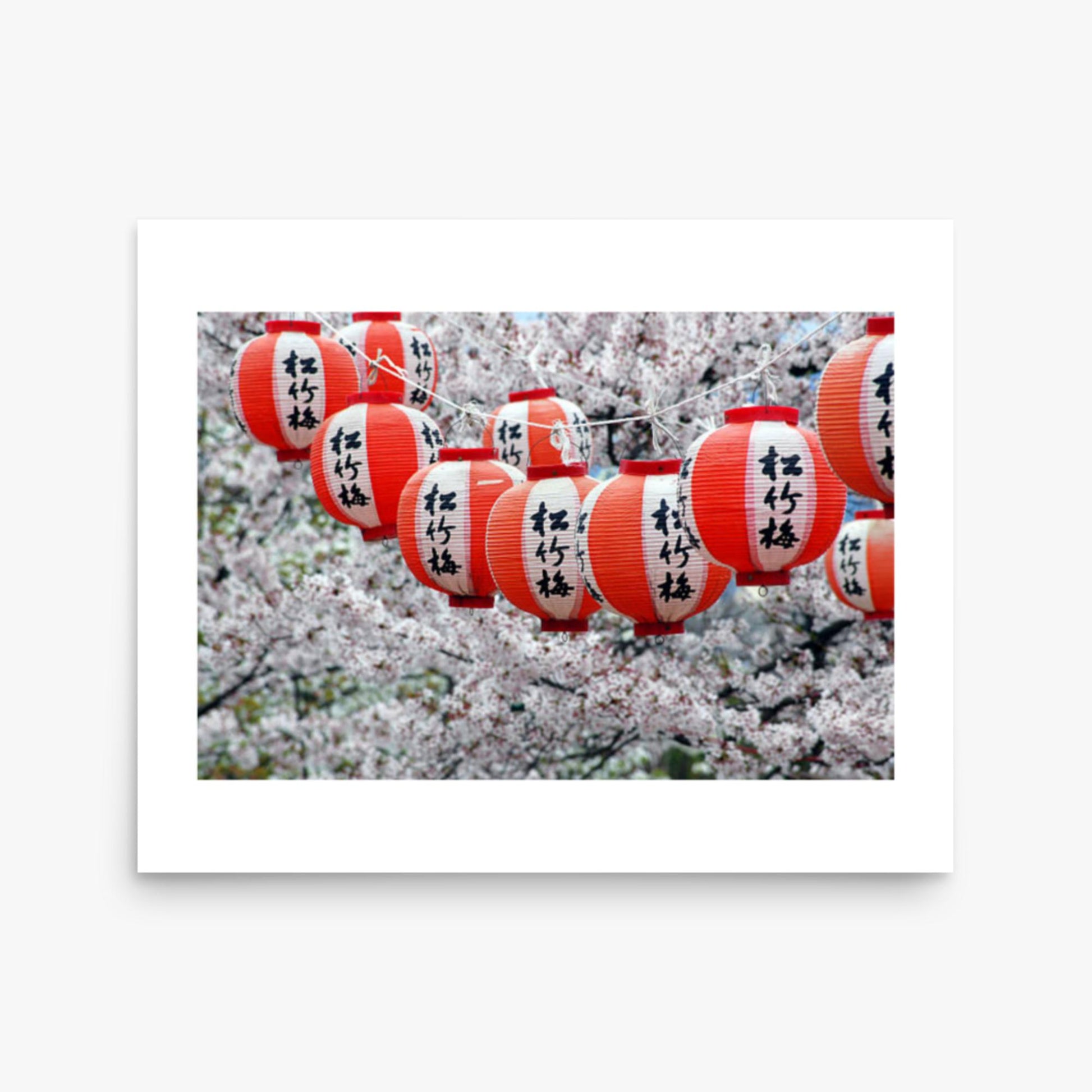 Japanese Lanterns and Cherry Blossom, Kyoto, Japan 16x20 in Poster