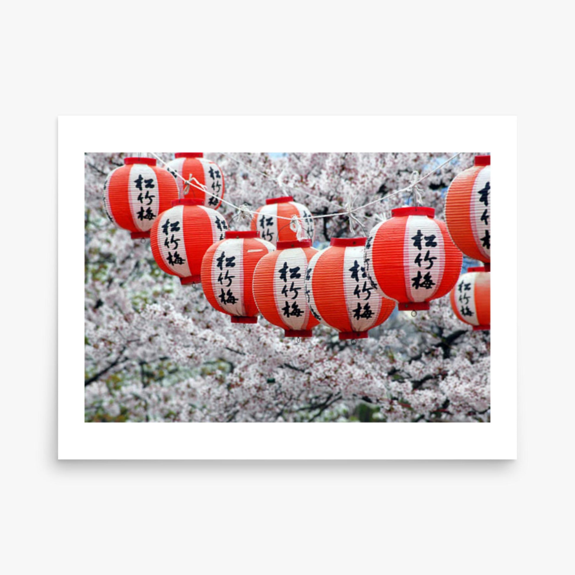 Japanese Lanterns and Cherry Blossom, Kyoto, Japan 18x24 in Poster