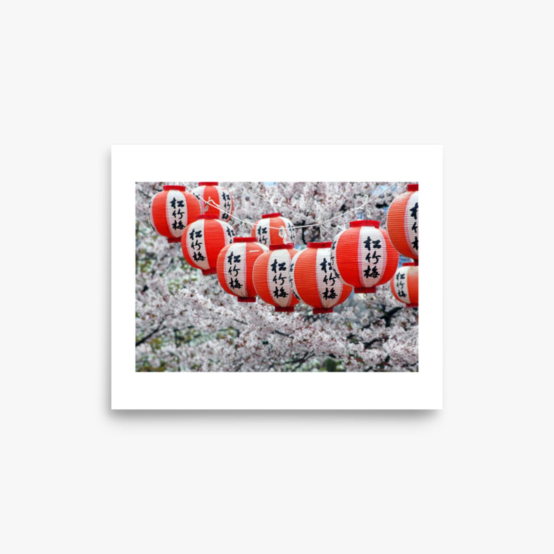 Japanese Lanterns and Cherry Blossom, Kyoto, Japan 8x10 in Poster