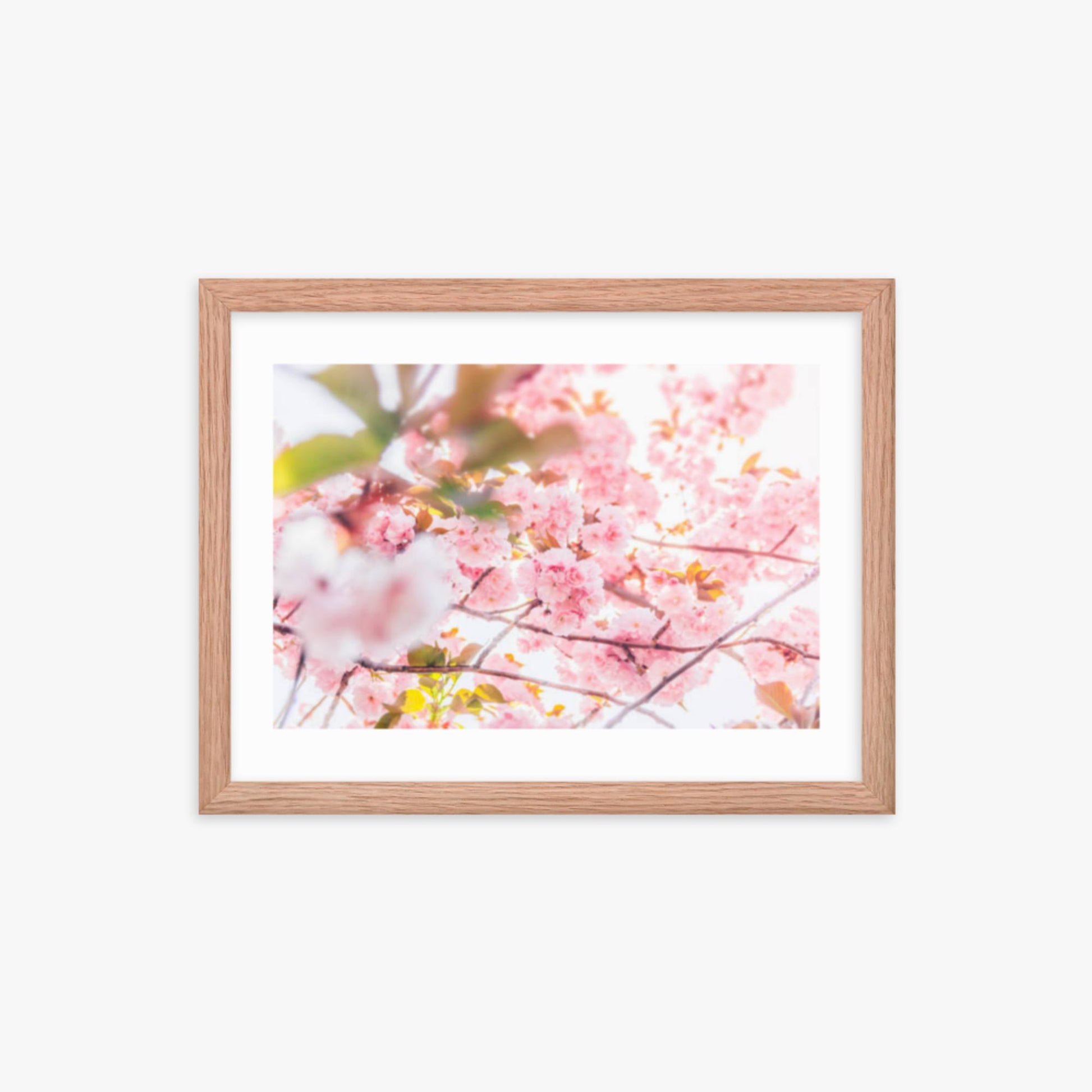Cherry blossom flowers and sunshine 12x16 in Poster With Oak Frame