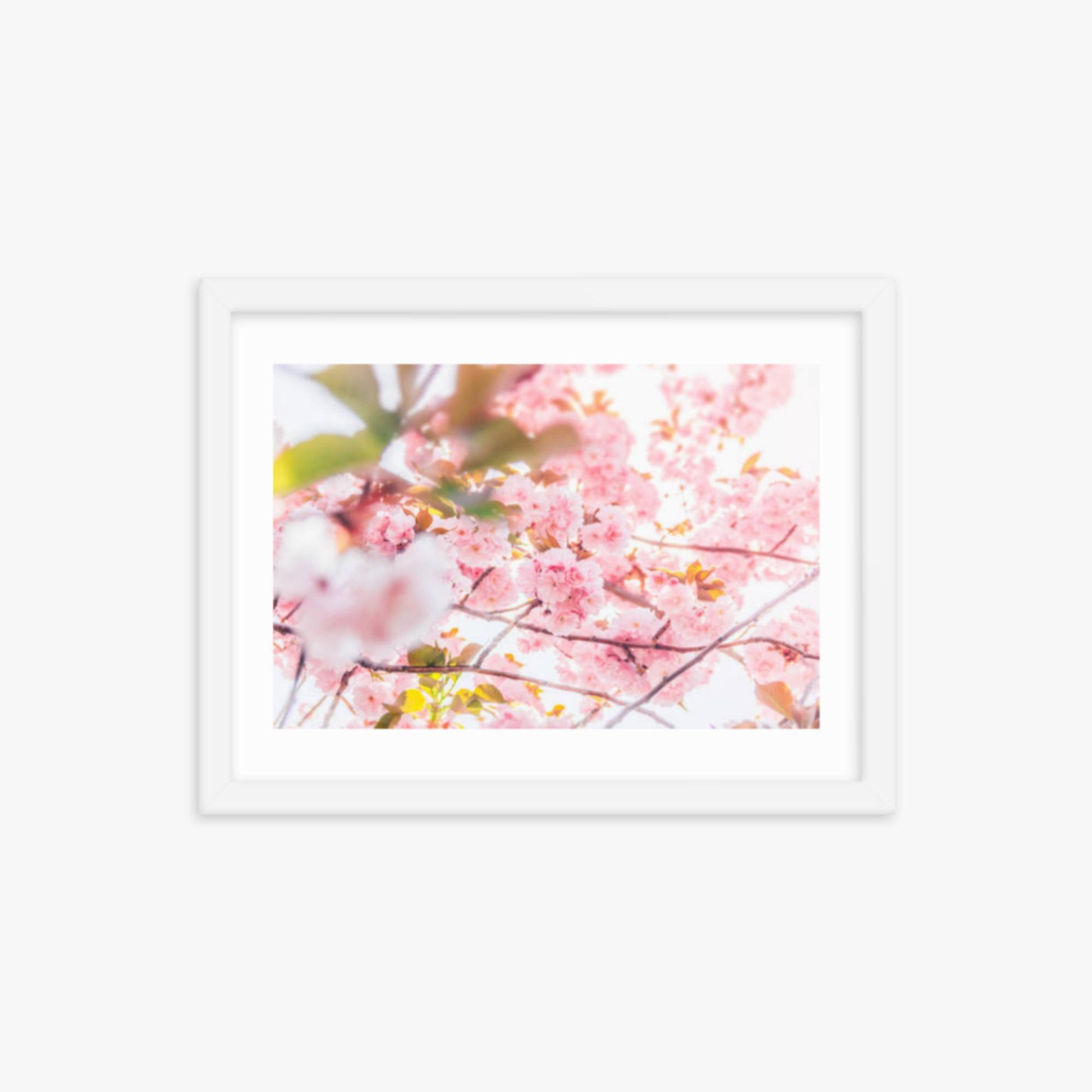Cherry blossom flowers and sunshine 12x16 in Poster With White Frame