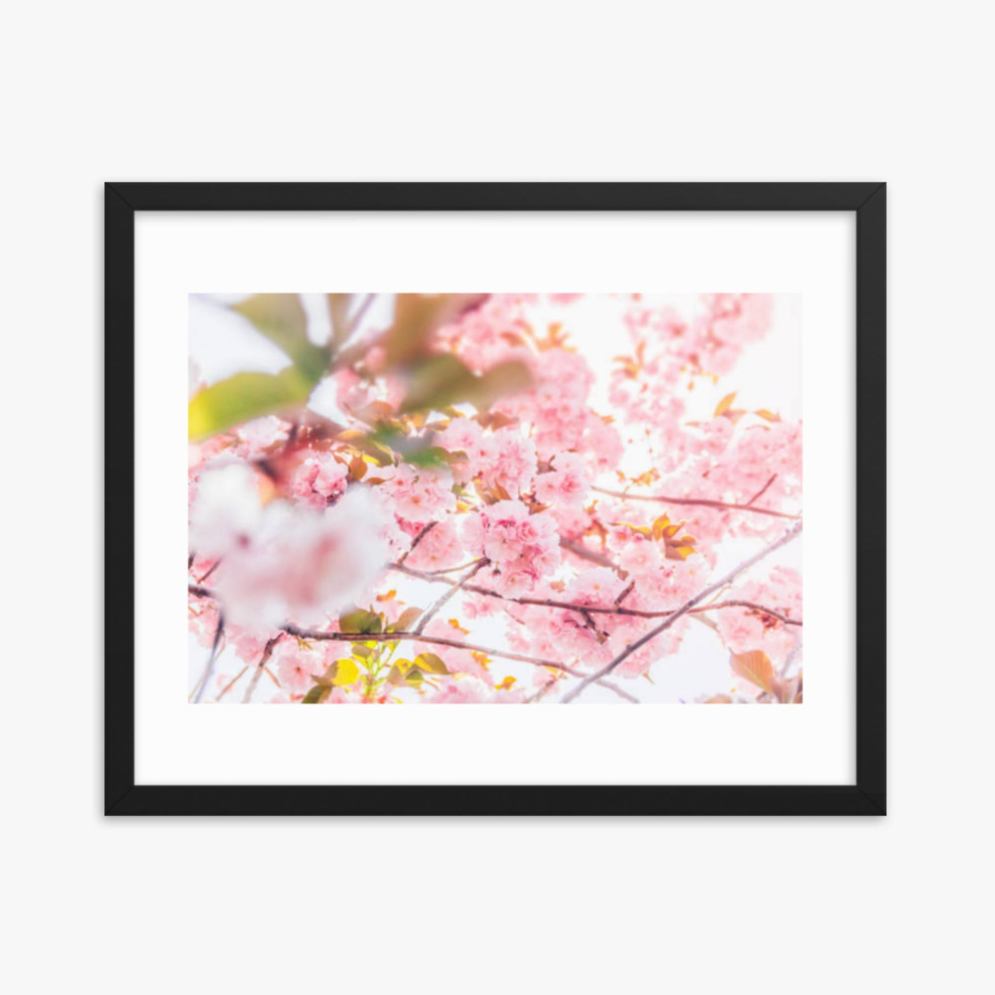 Cherry blossom flowers and sunshine 16x20 in Poster With Black Frame