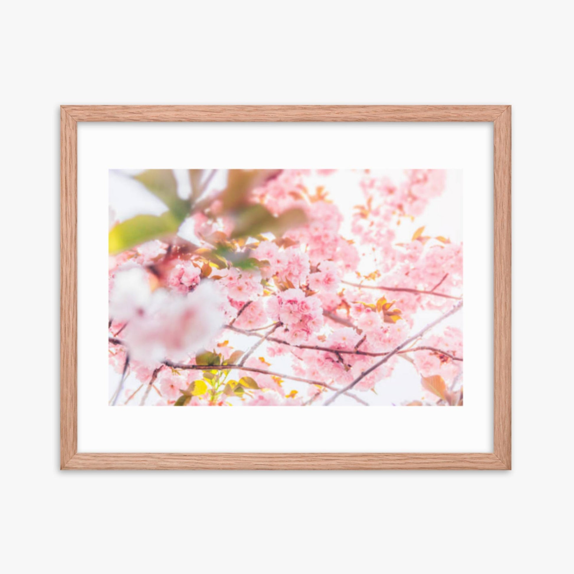 Cherry blossom flowers and sunshine 16x20 in Poster With Oak Frame