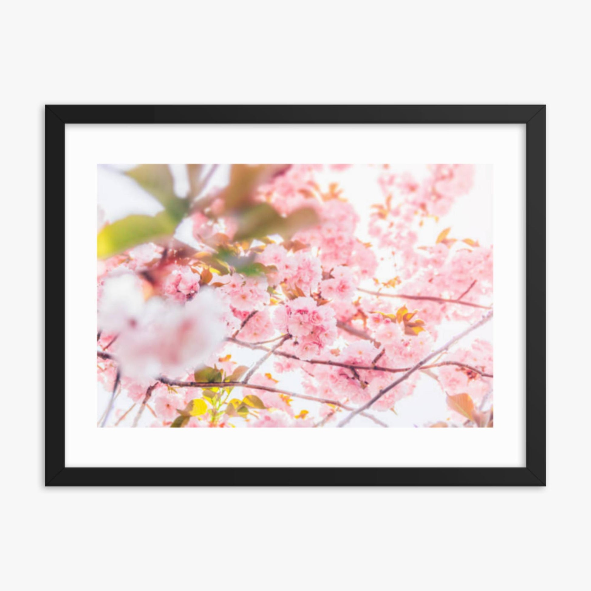 Cherry blossom flowers and sunshine 18x24 in Poster With Black Frame
