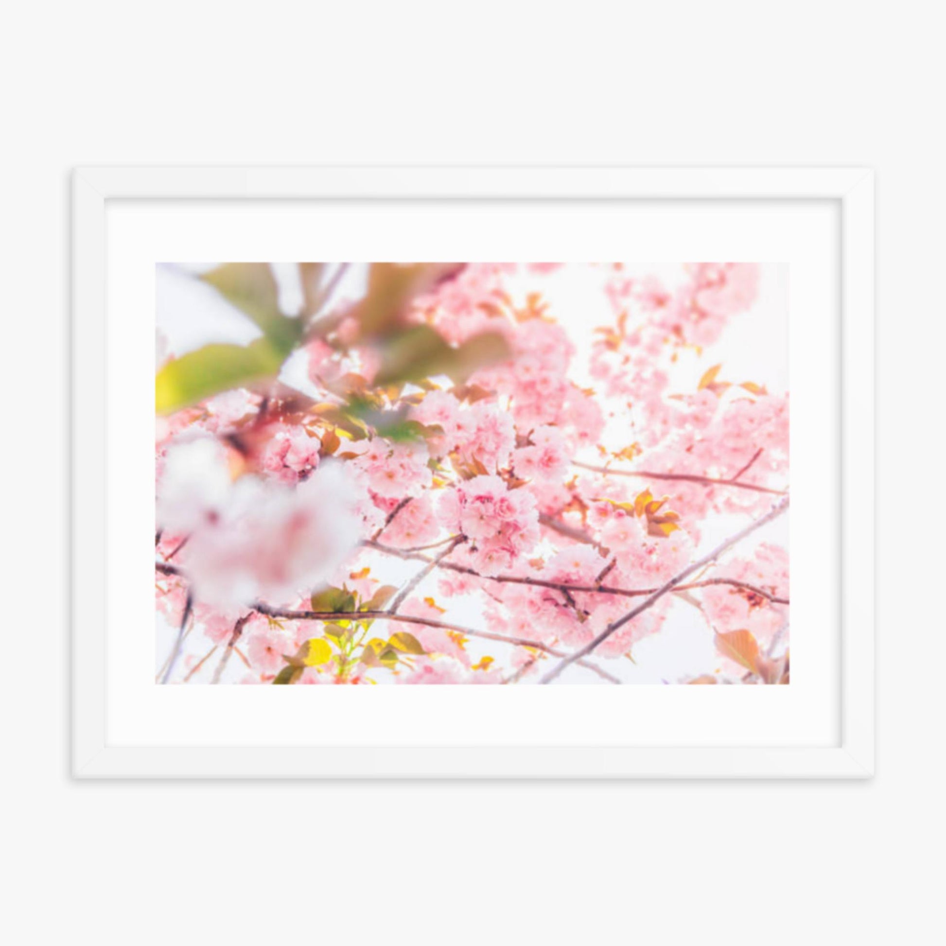 Cherry blossom flowers and sunshine 18x24 in Poster With White Frame
