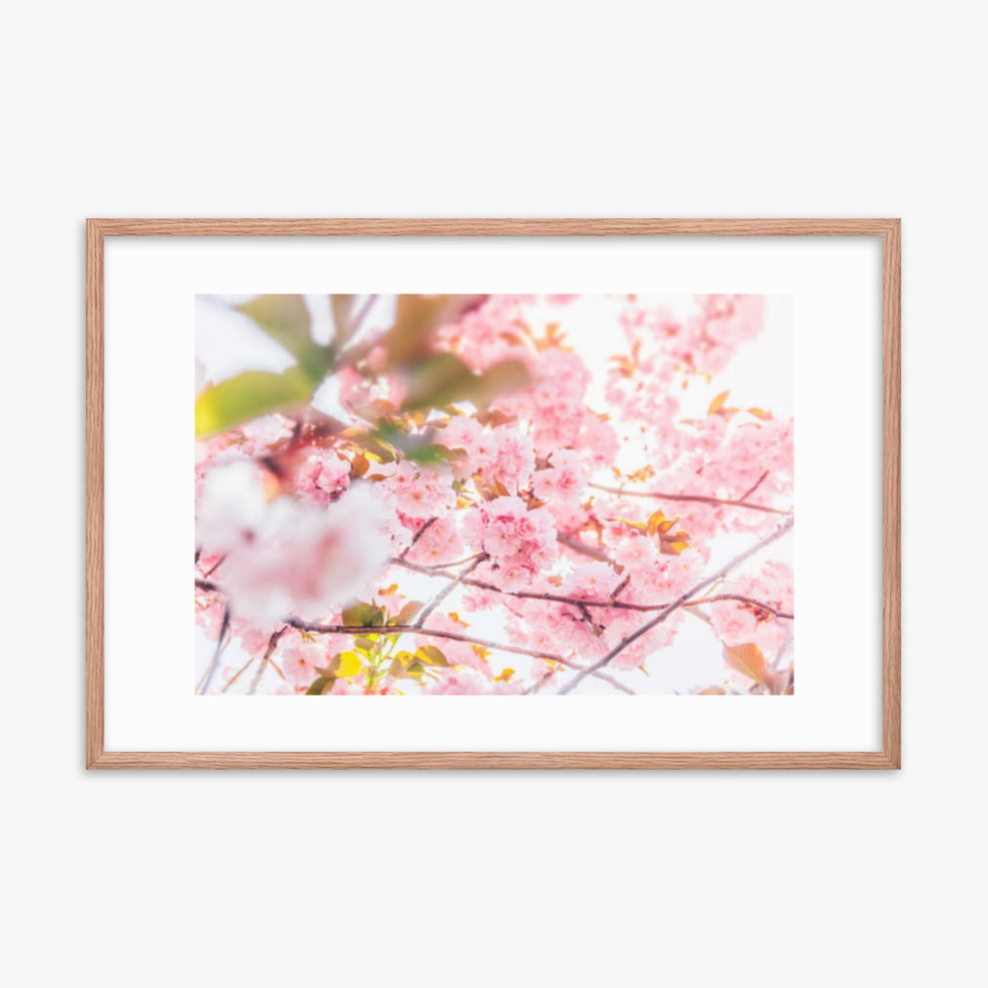 Cherry blossom flowers and sunshine 24x36 in Poster With Oak Frame