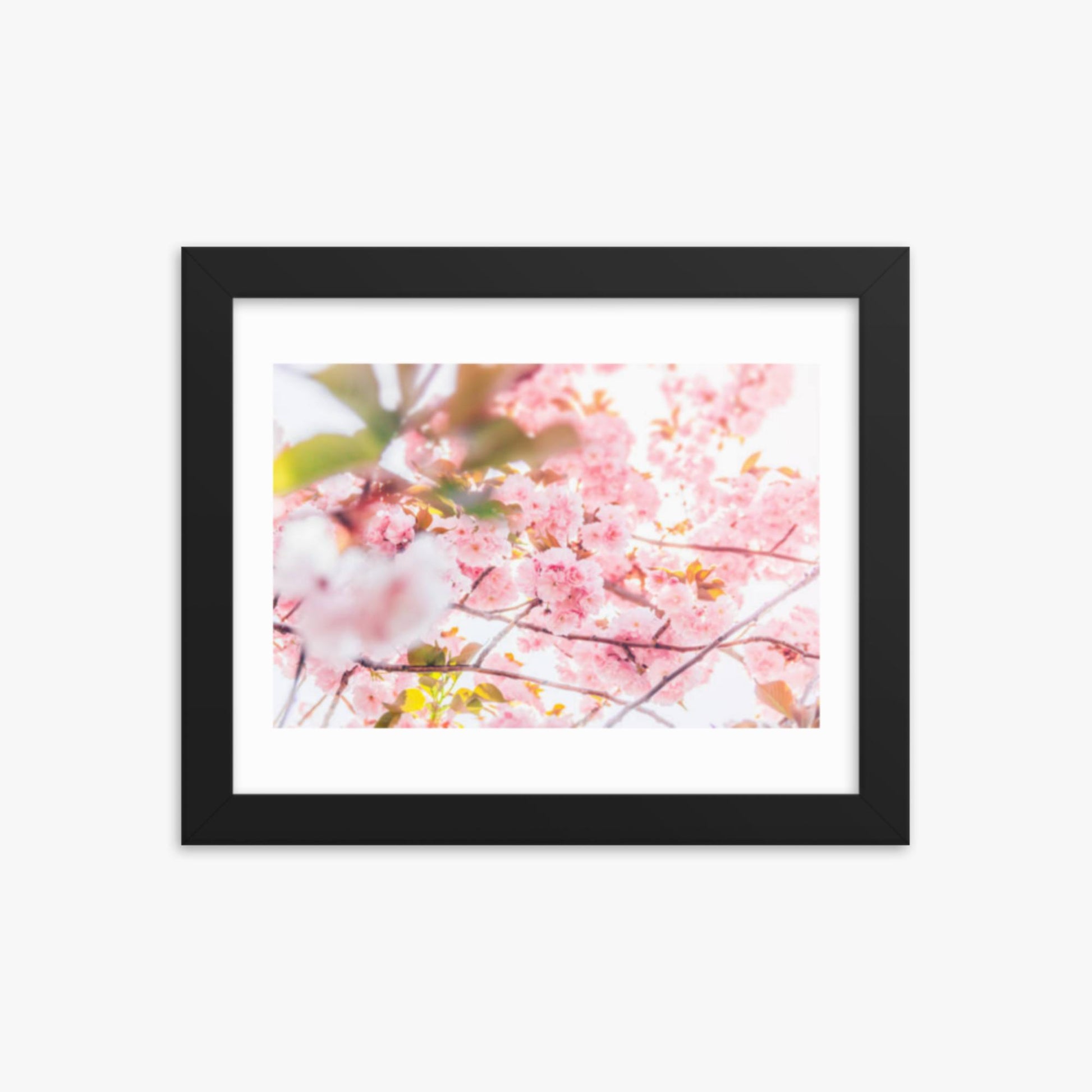 Cherry blossom flowers and sunshine 8x10 in Poster With Black Frame
