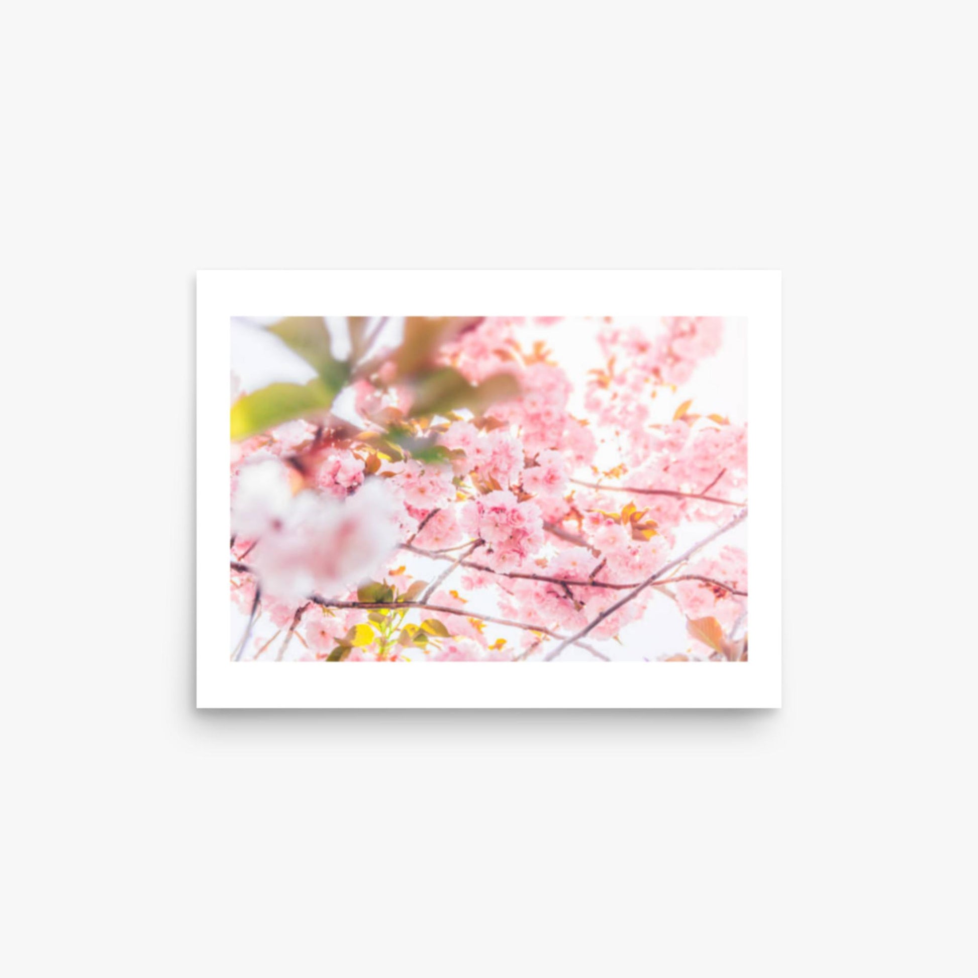 Cherry blossom flowers and sunshine 12x16 in Poster