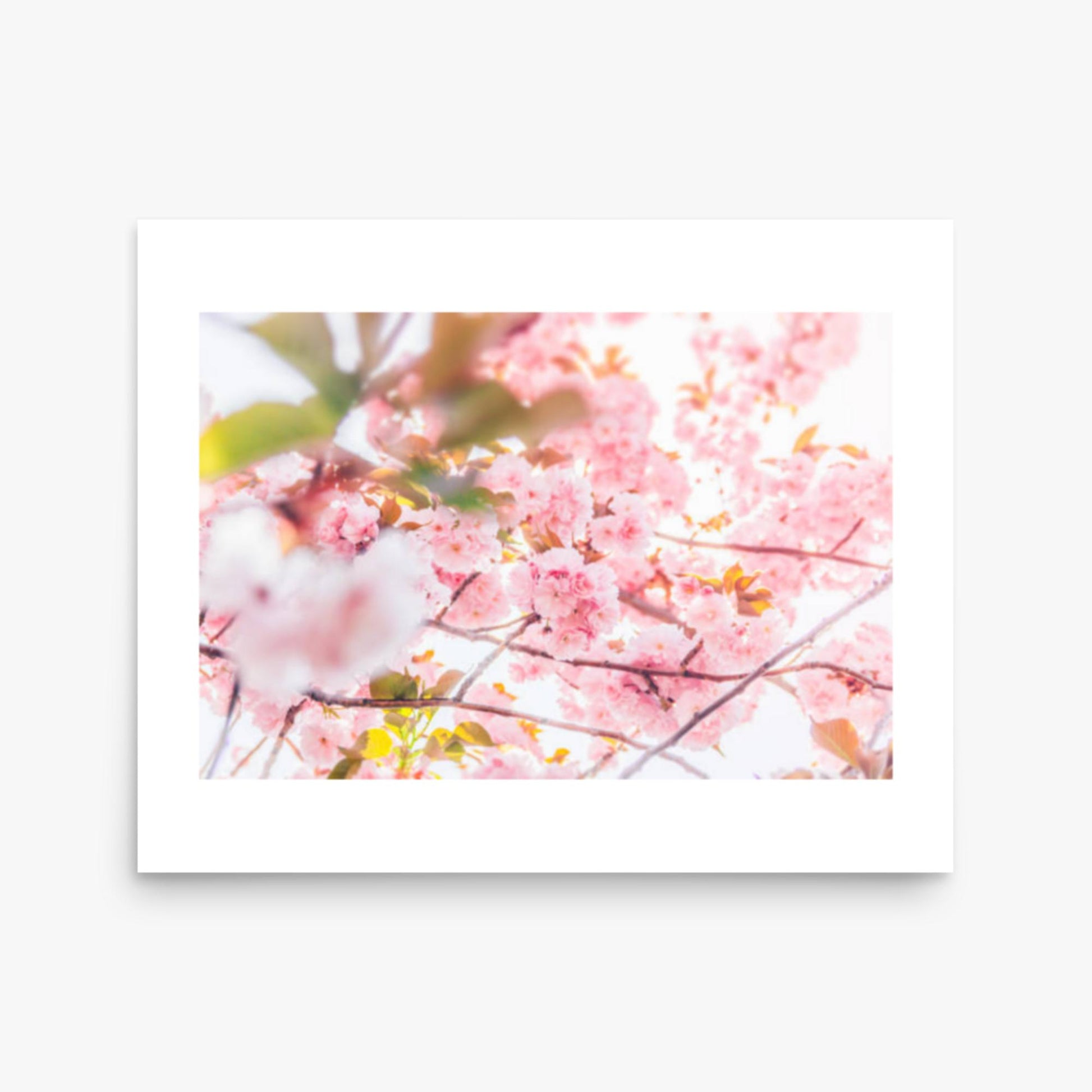 Cherry blossom flowers and sunshine 16x20 in Poster