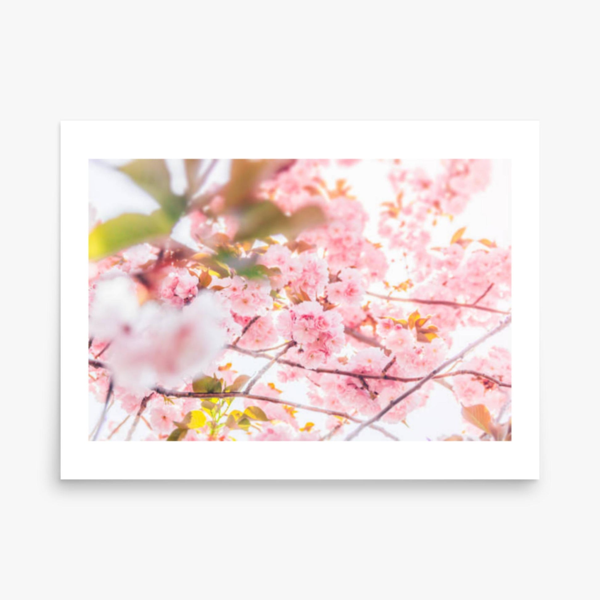 Cherry blossom flowers and sunshine 18x24 in Poster